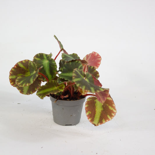 Begonia cleopatrae 6cm H10cm