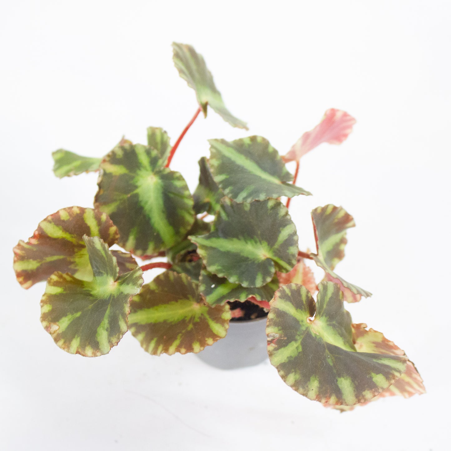Begonia cleopatrae 6cm H10cm