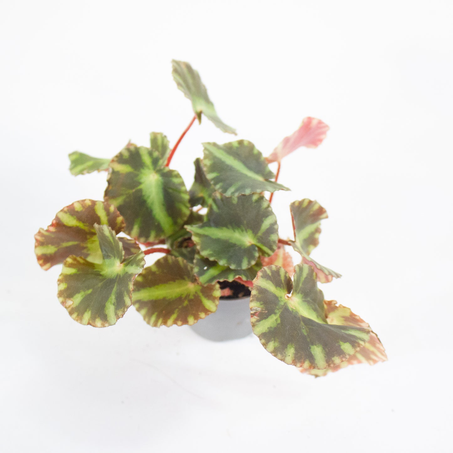 Begonia cleopatrae 6cm H10cm