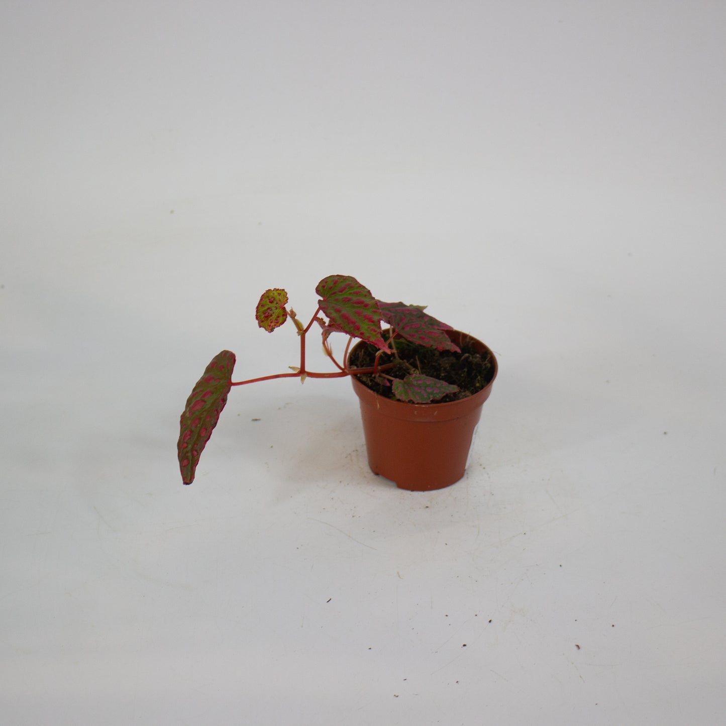Begonia Pink Lady 8cm H12cm