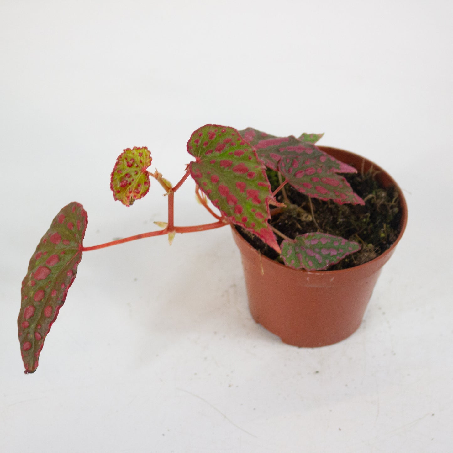 Begonia Pink Lady 8cm H12cm