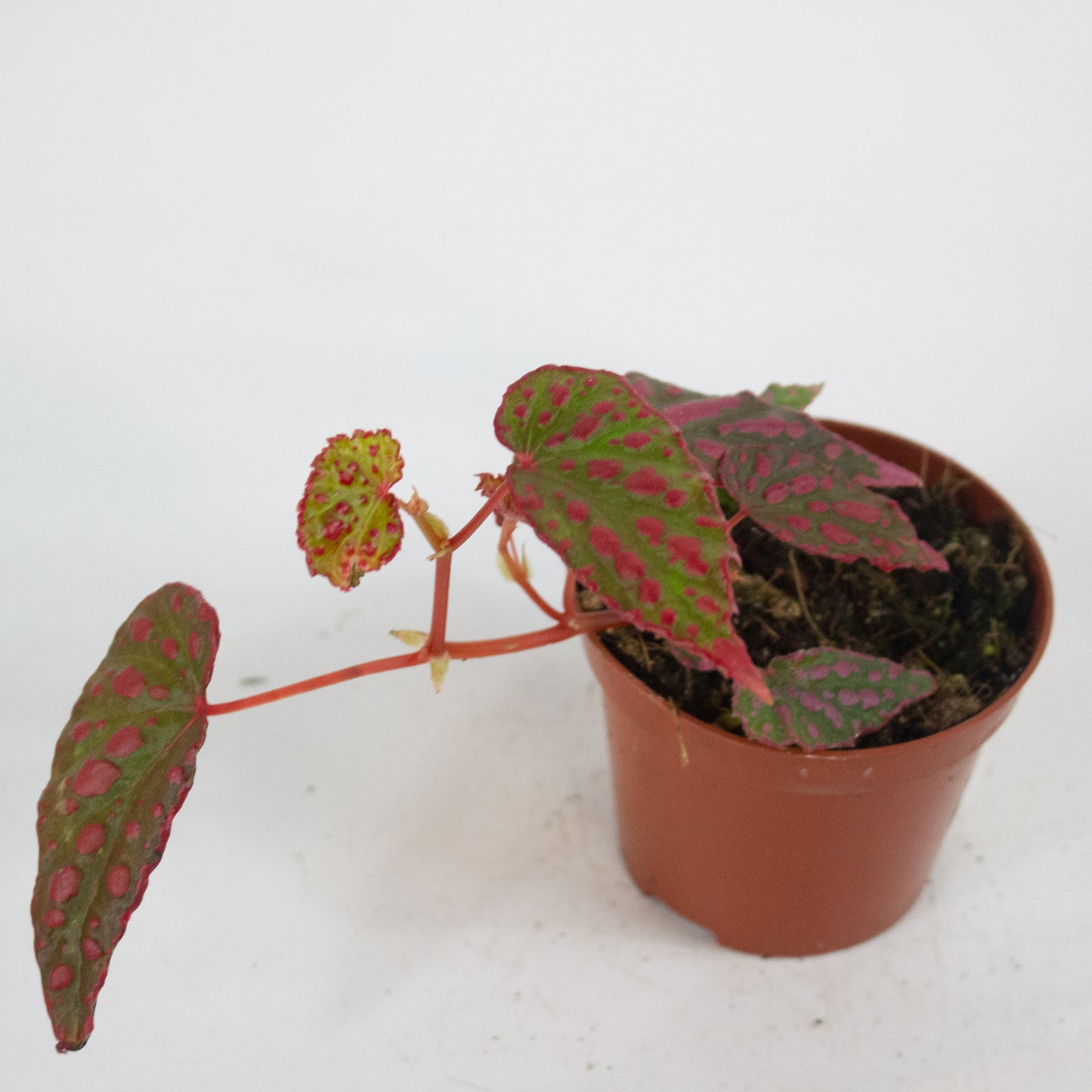 Begonia Pink Lady 8cm H12cm