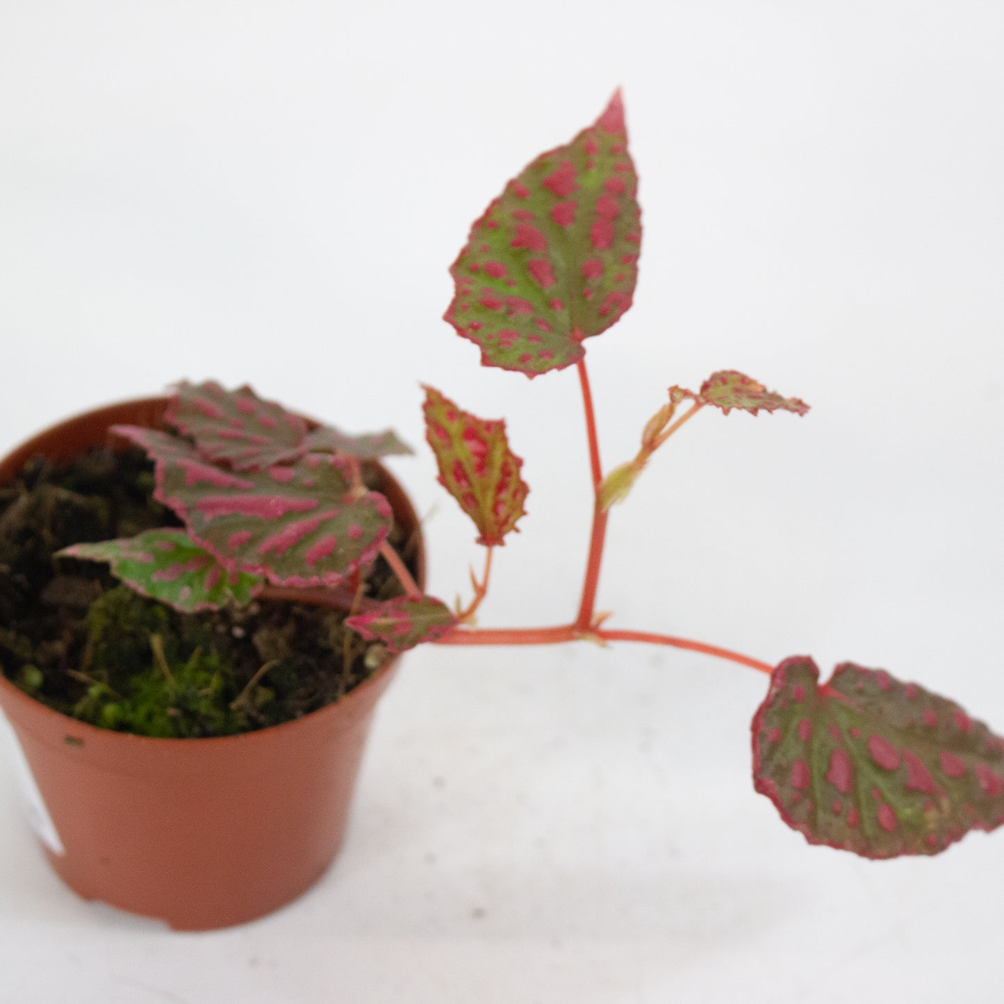 Begonia Pink Lady 8cm H12cm