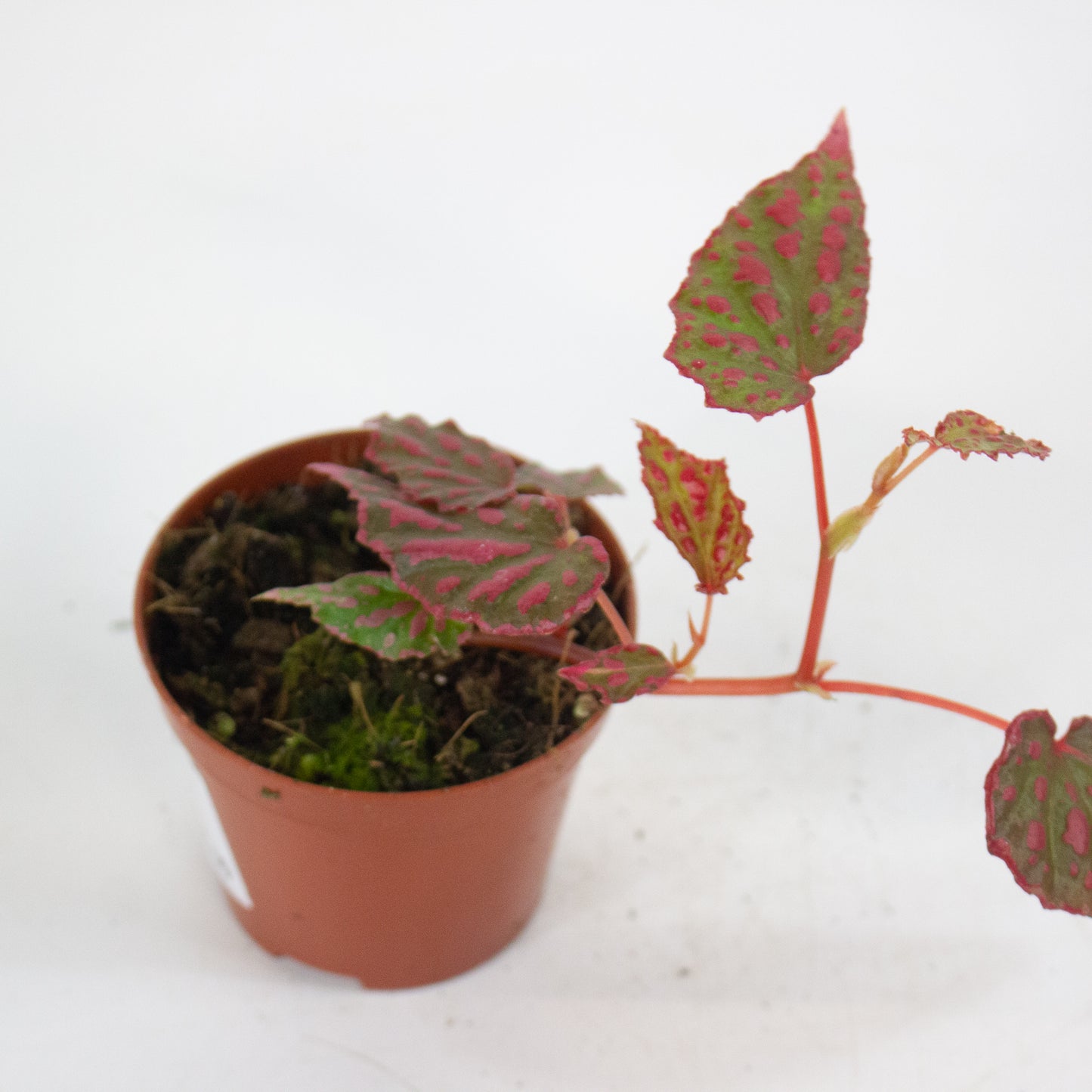 Begonia Pink Lady 8cm H12cm