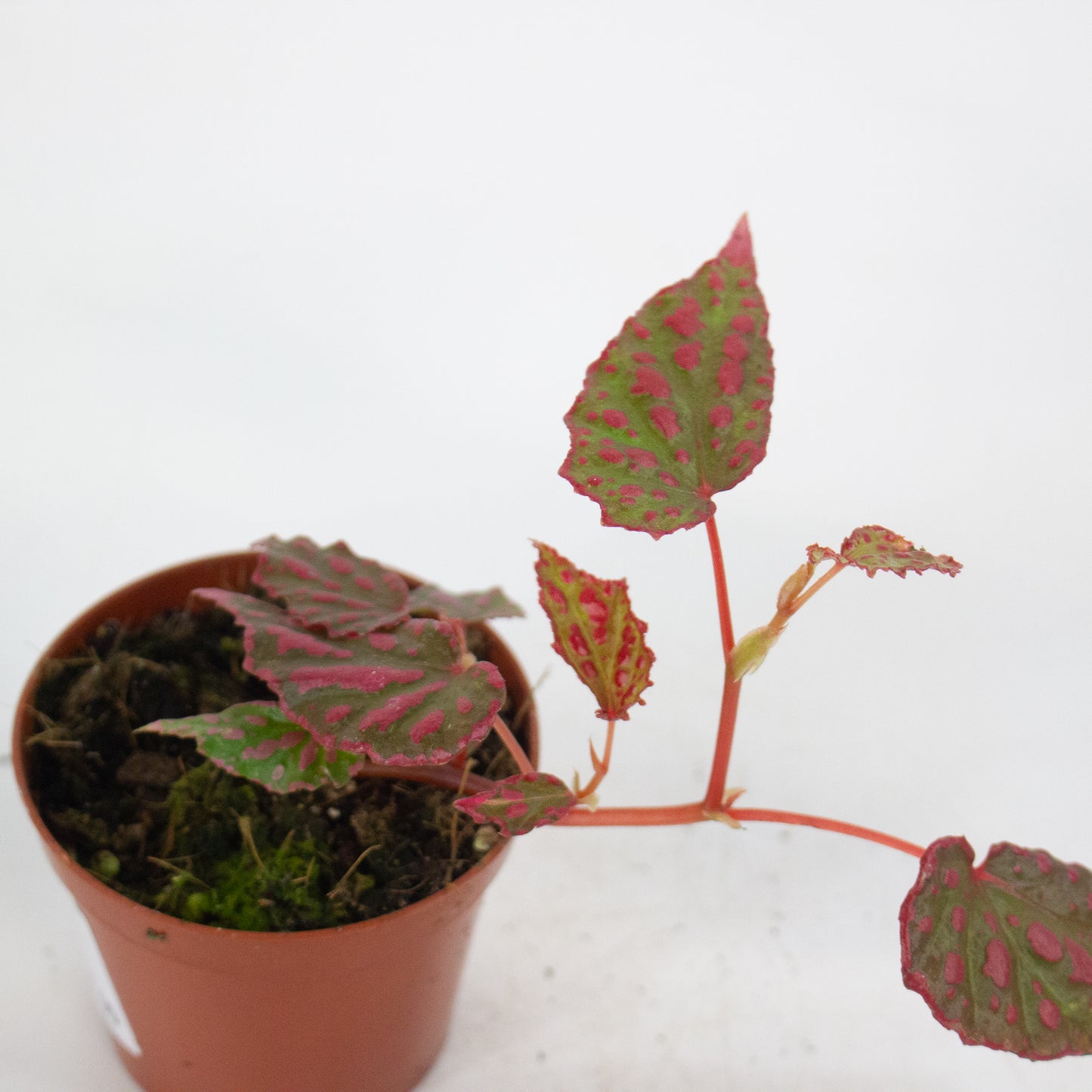 Begonia Pink Lady 8cm H12cm