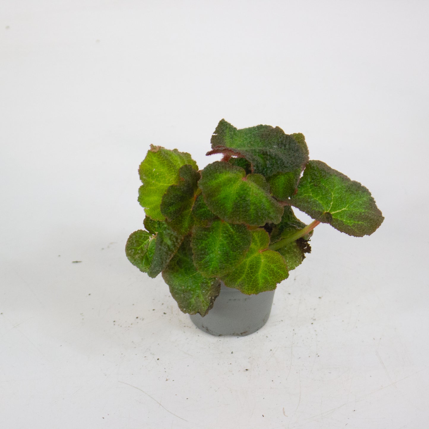 Begonia red soli-mutata 6cm H15cm