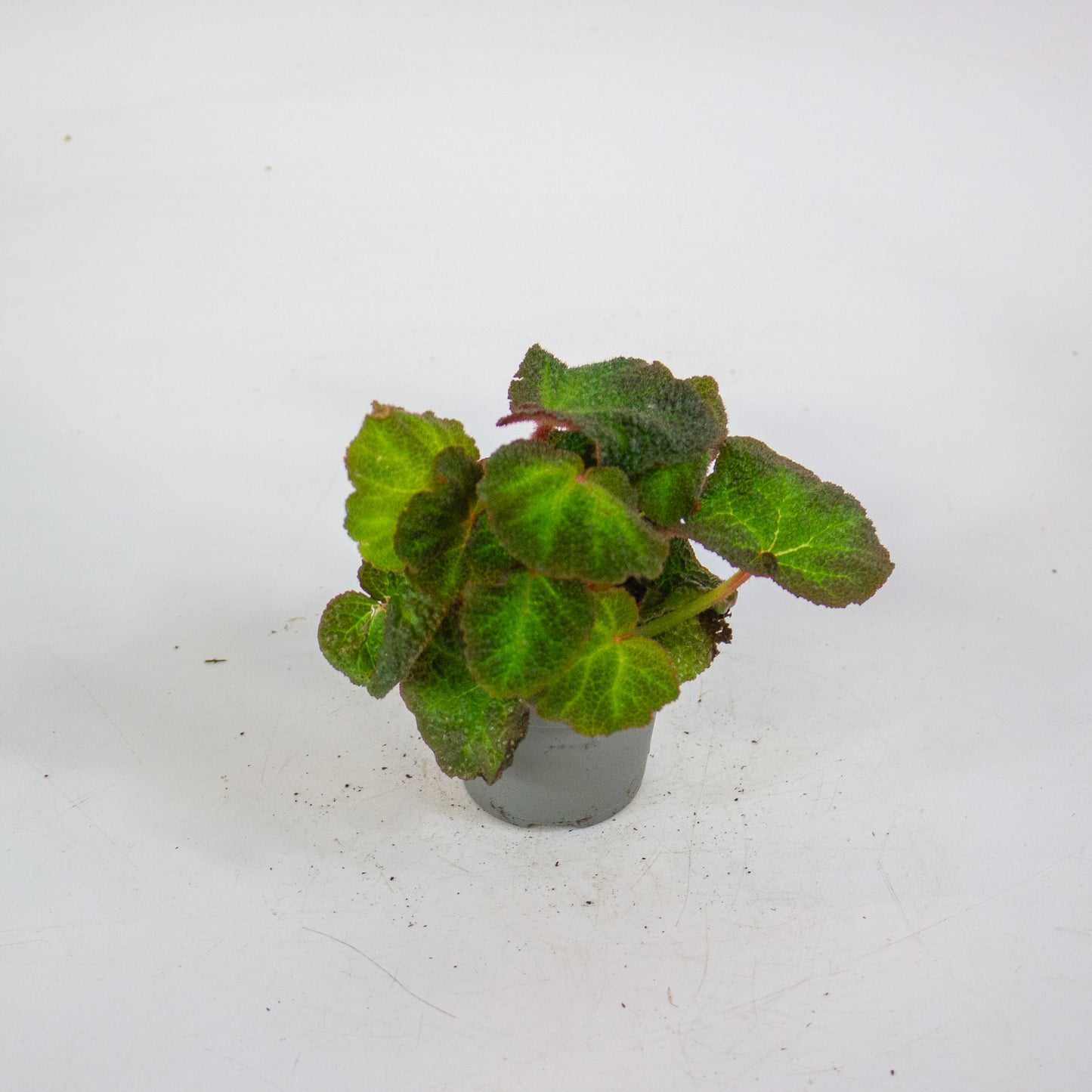 Begonia red soli-mutata 6cm H15cm
