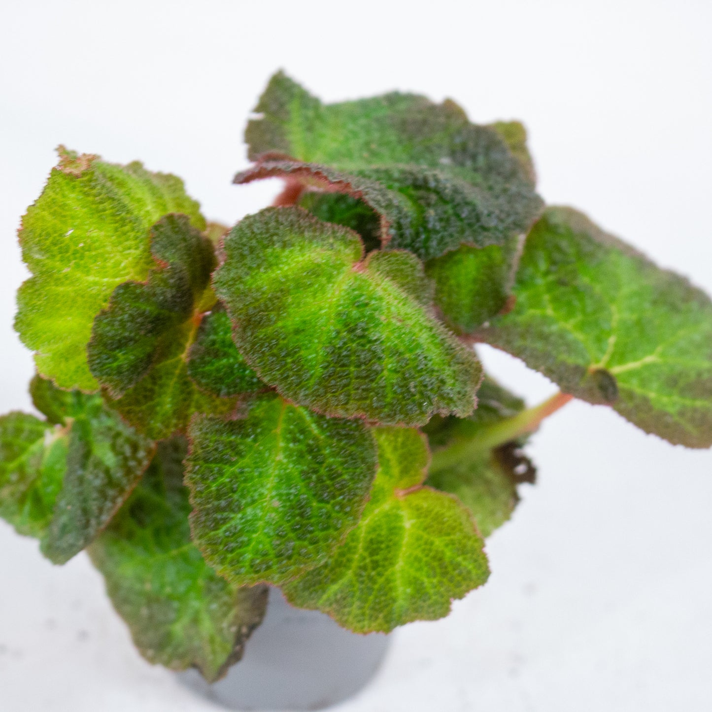 Begonia red soli-mutata 6cm H15cm
