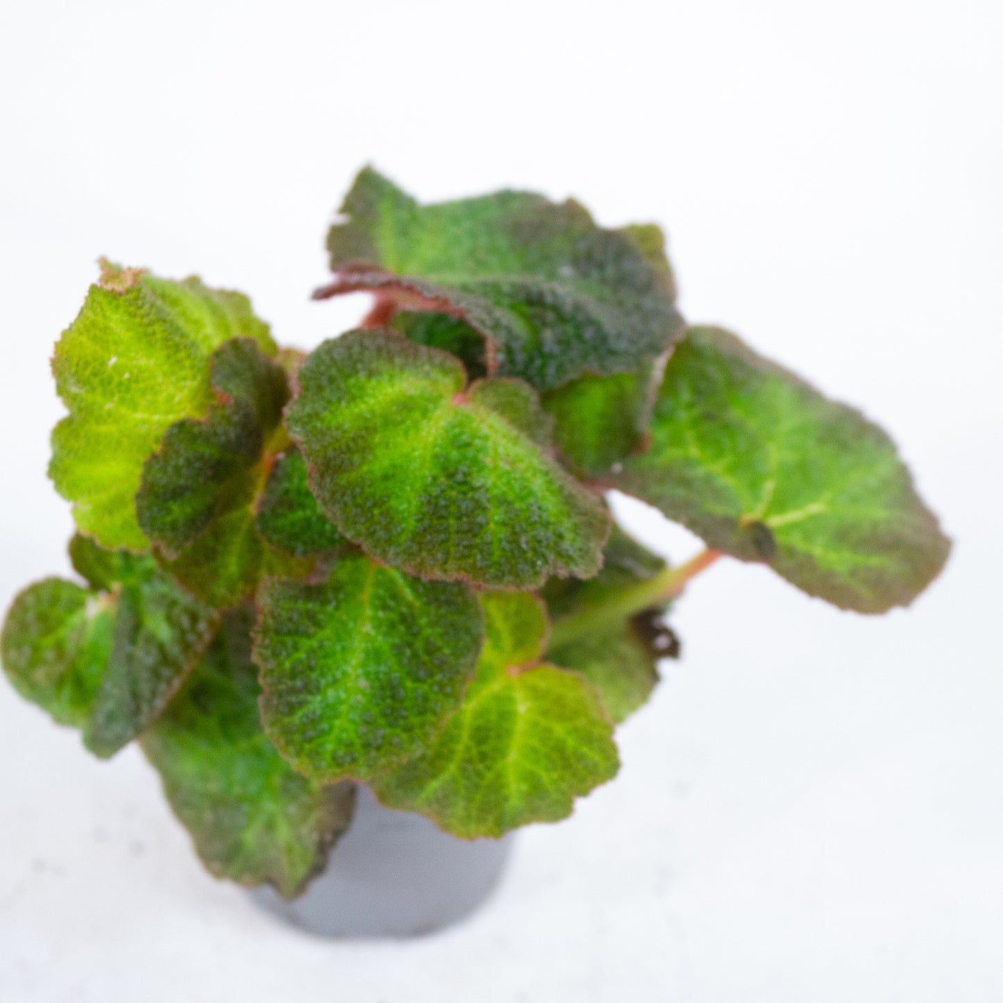 Begonia red soli-mutata 6cm H15cm