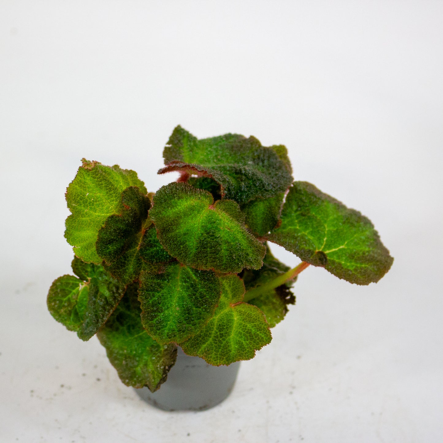Begonia red soli-mutata 6cm H15cm