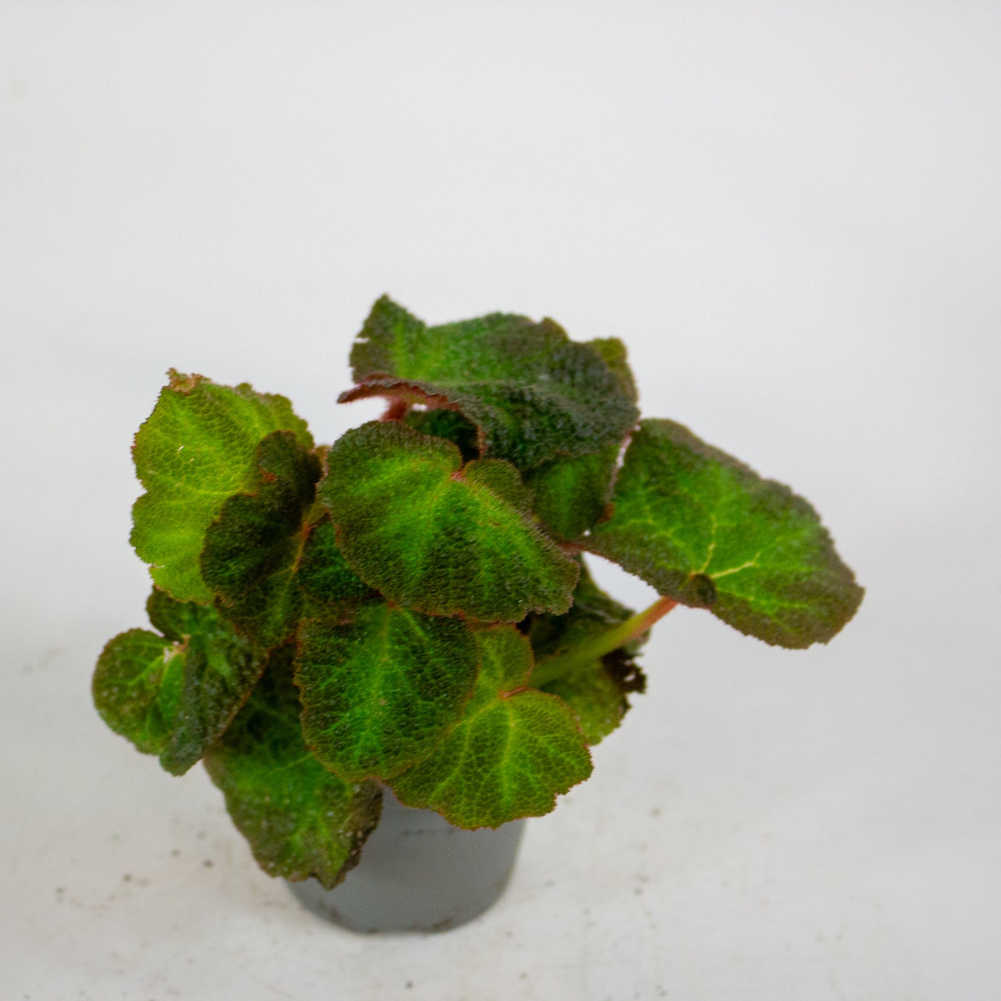 Begonia red soli-mutata 6cm H15cm
