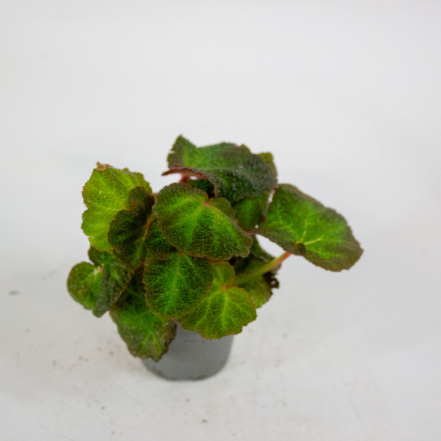 Begonia red soli-mutata 6cm H15cm