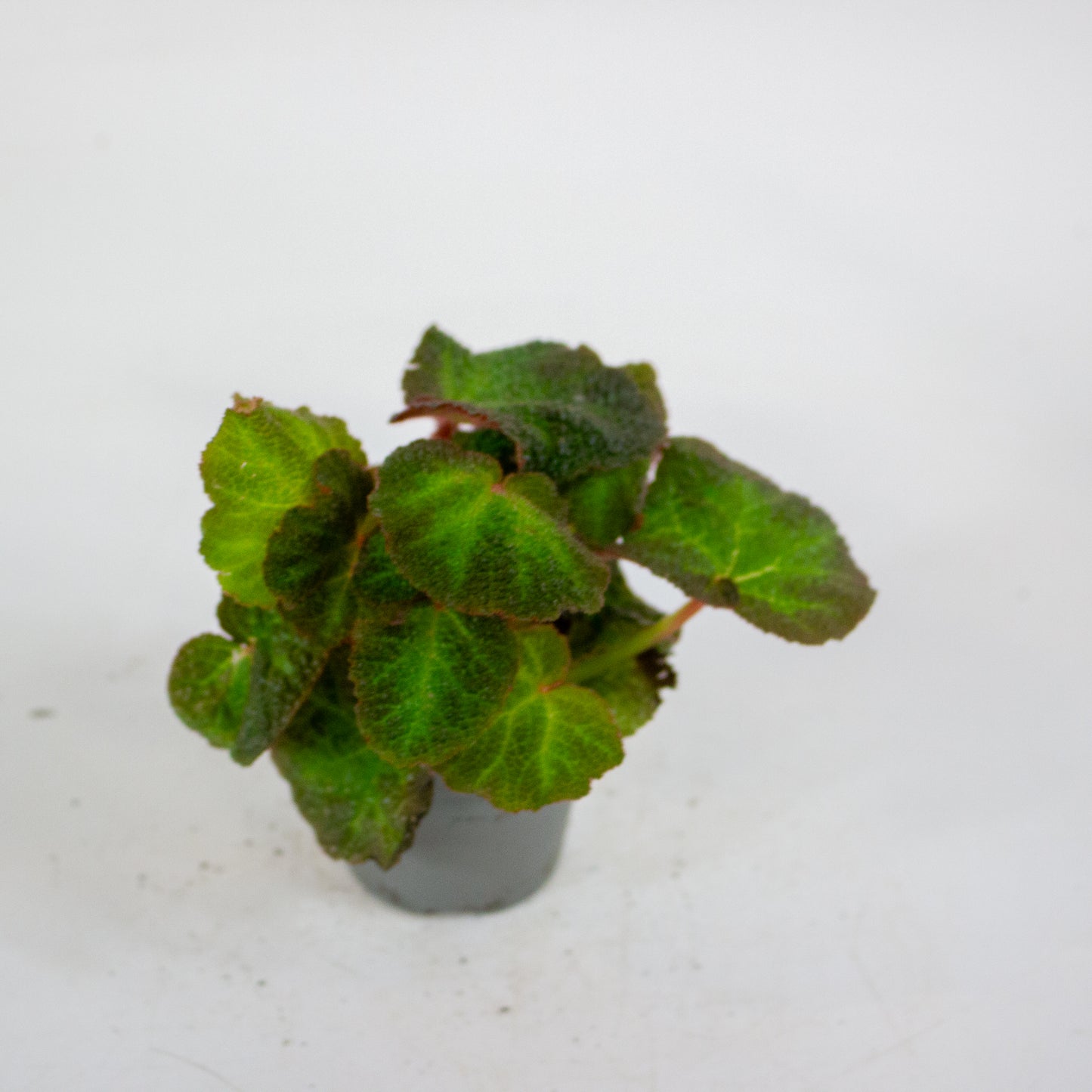 Begonia red soli-mutata 6cm H15cm