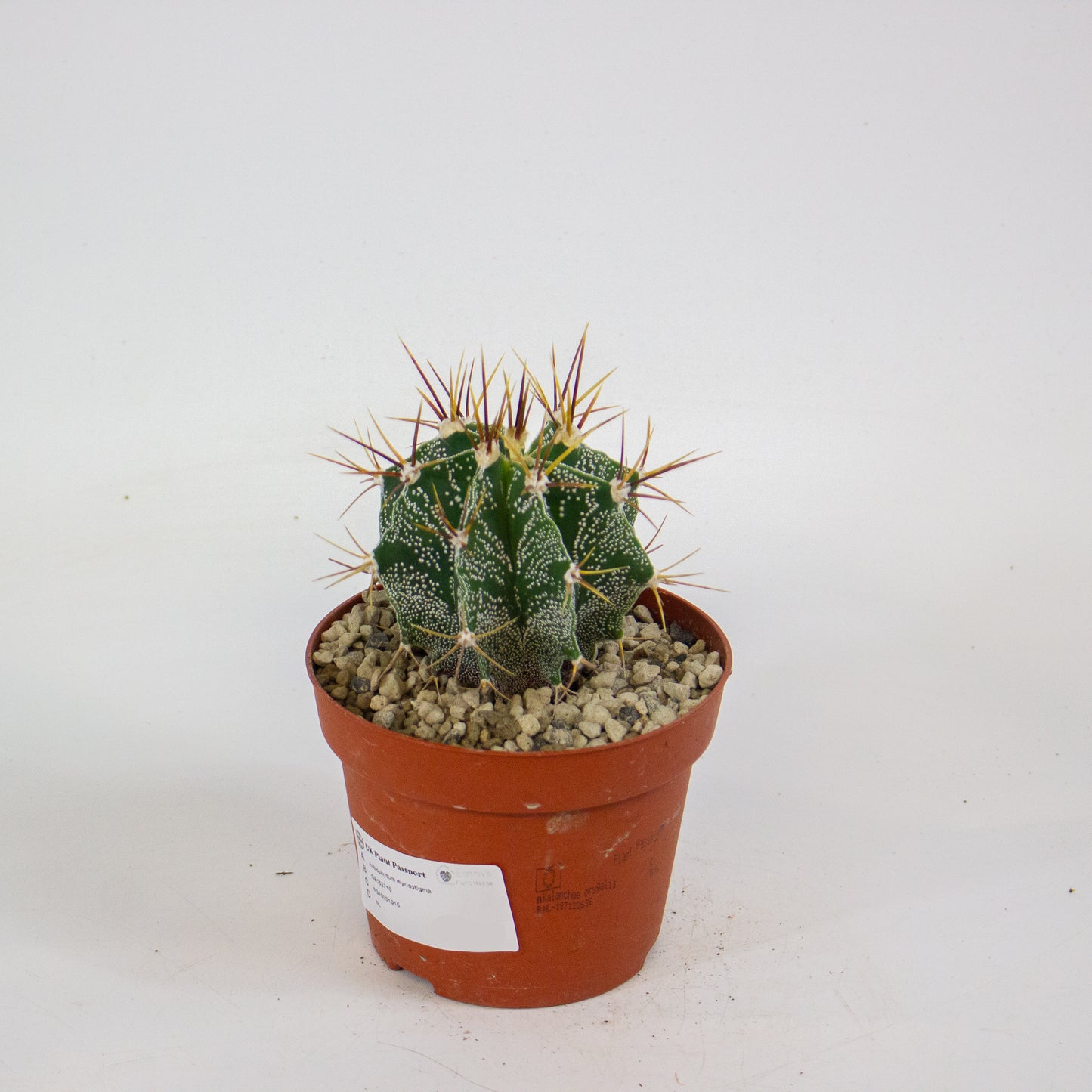 Astrophytum myriostigma 12cm H10cm