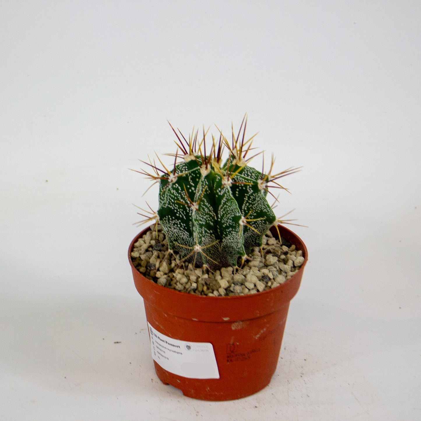 Astrophytum myriostigma 12cm H10cm