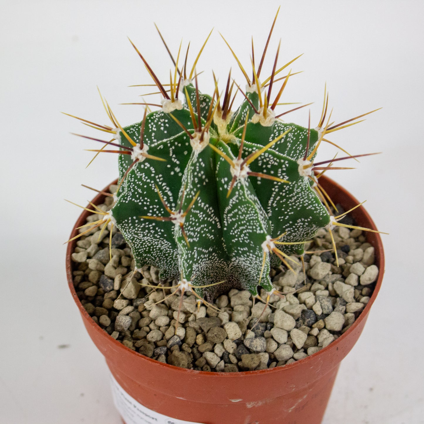 Astrophytum myriostigma 12cm H10cm