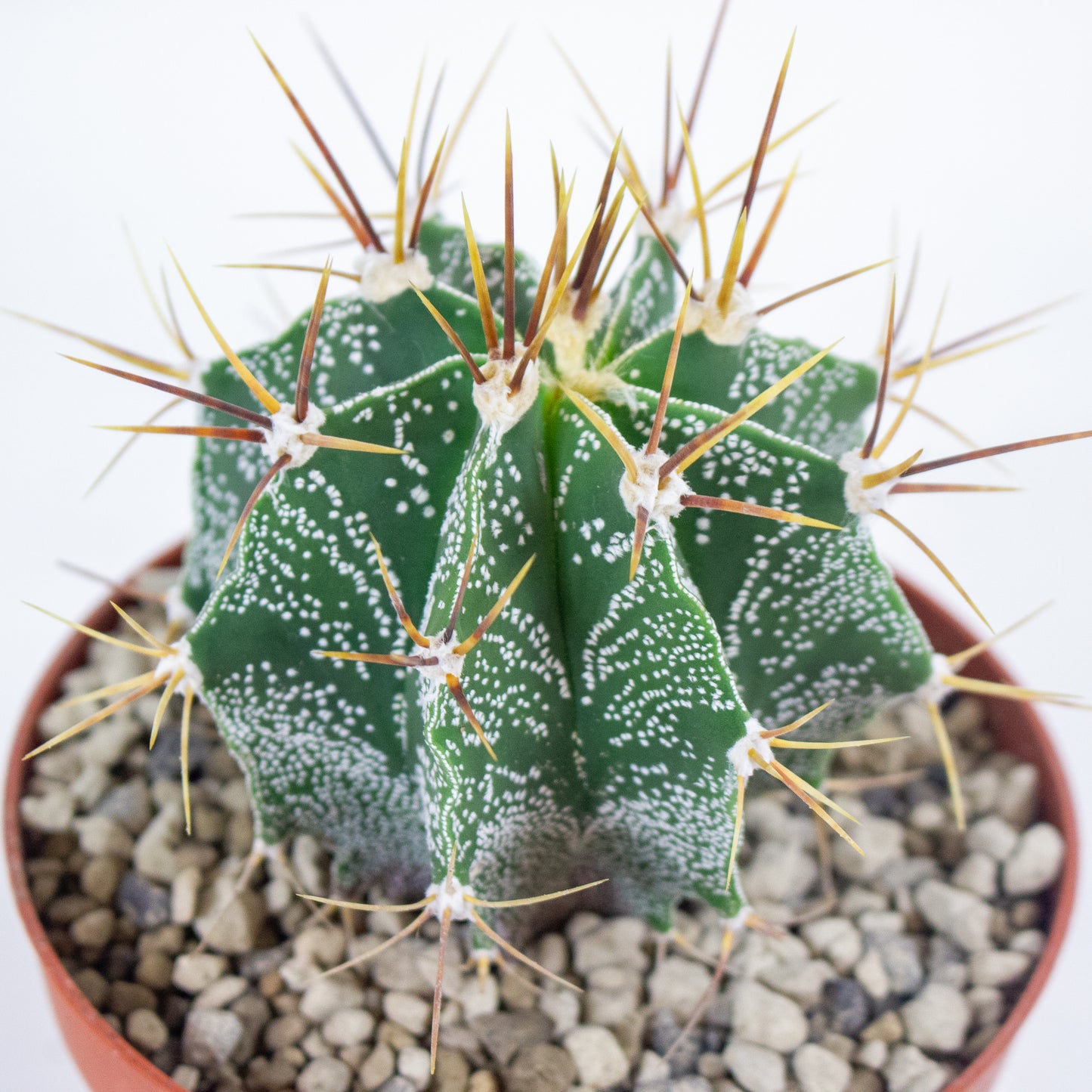 Astrophytum myriostigma 12cm H10cm