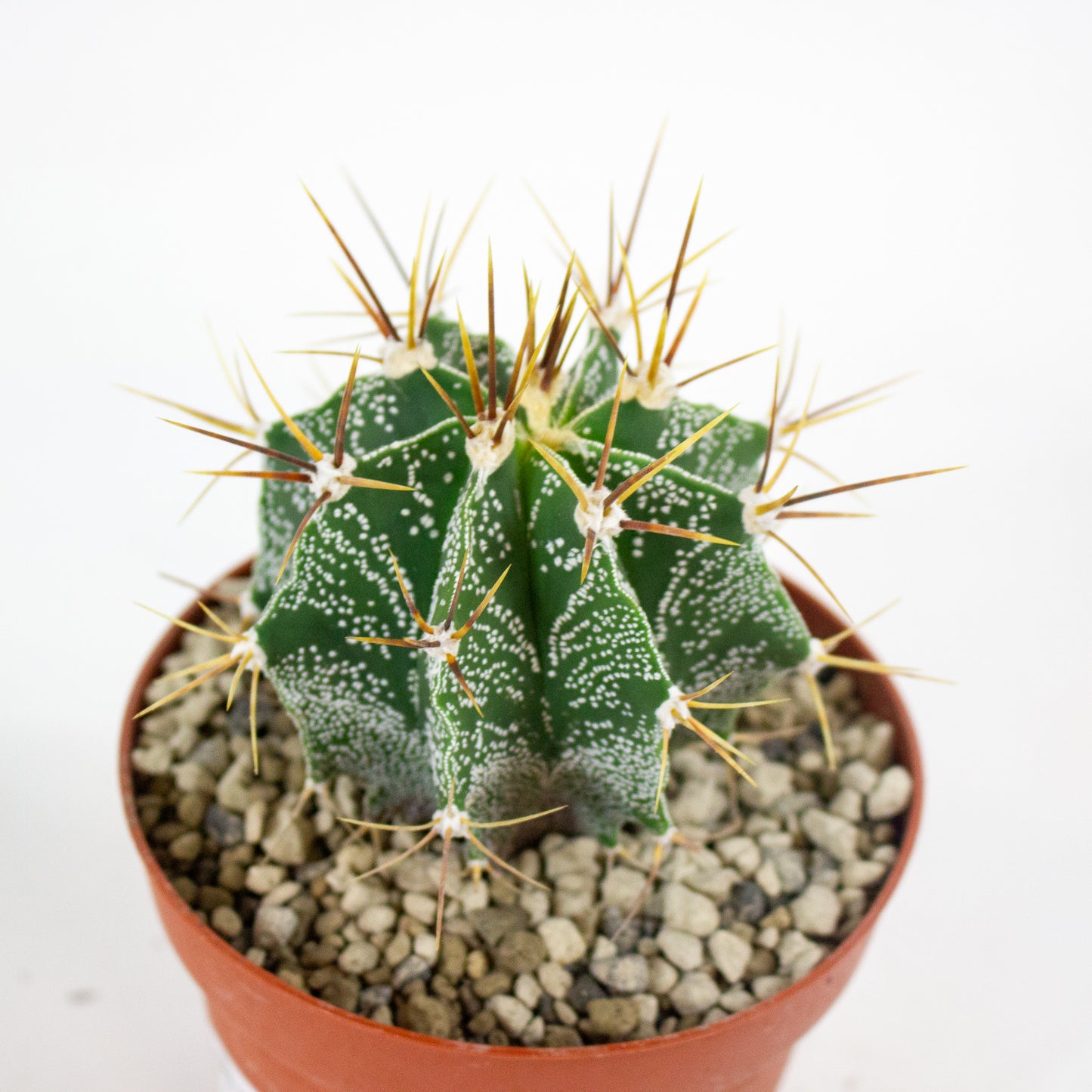 Astrophytum myriostigma 12cm H10cm