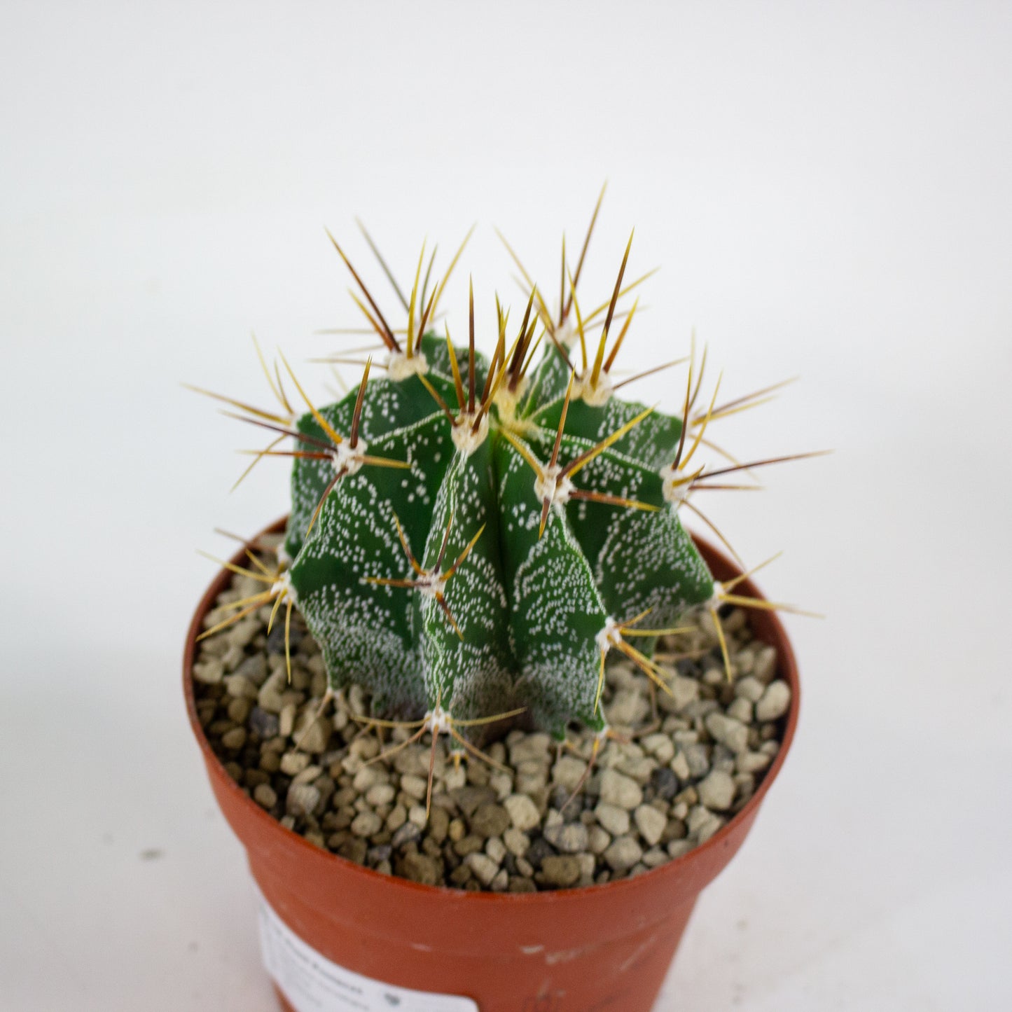 Astrophytum myriostigma 12cm H10cm