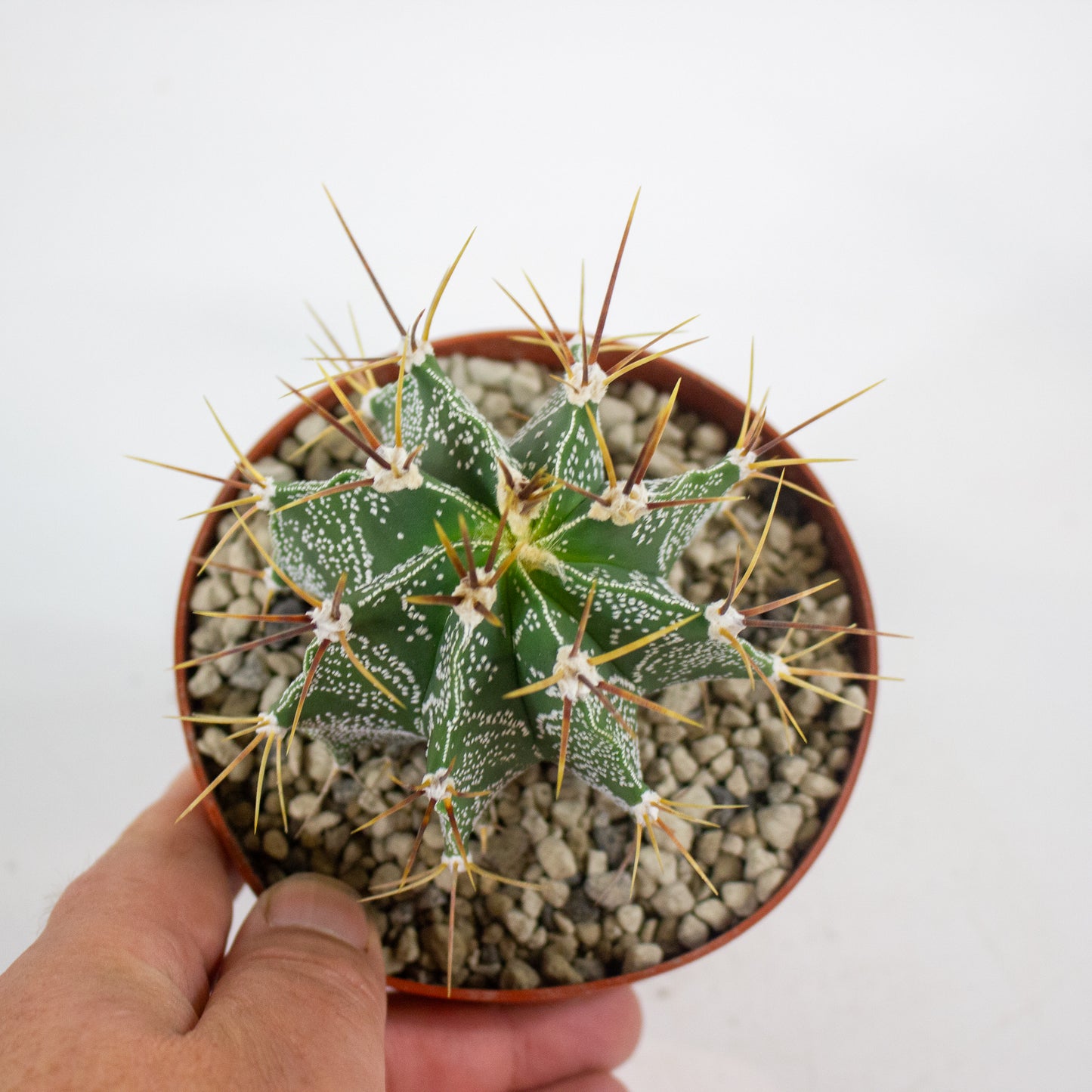 Astrophytum myriostigma 12cm H10cm