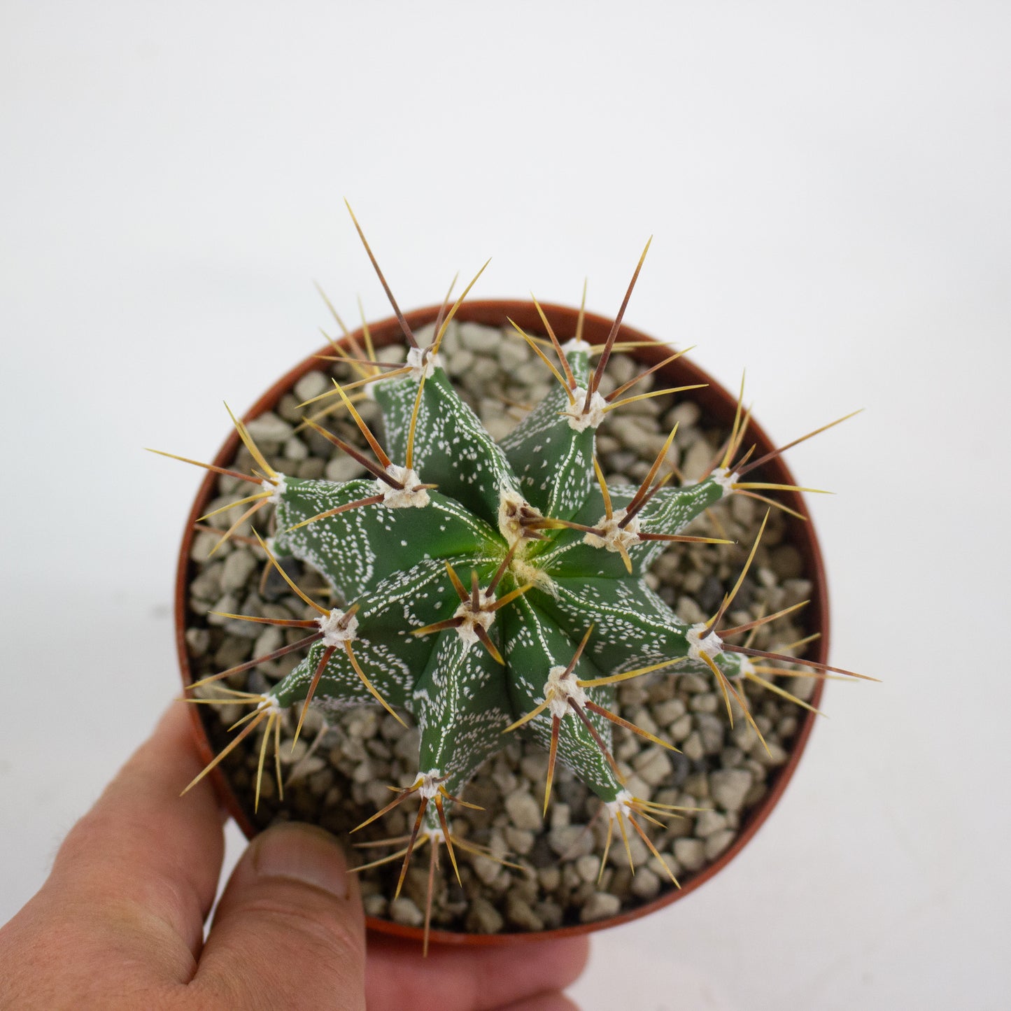 Astrophytum myriostigma 12cm H10cm