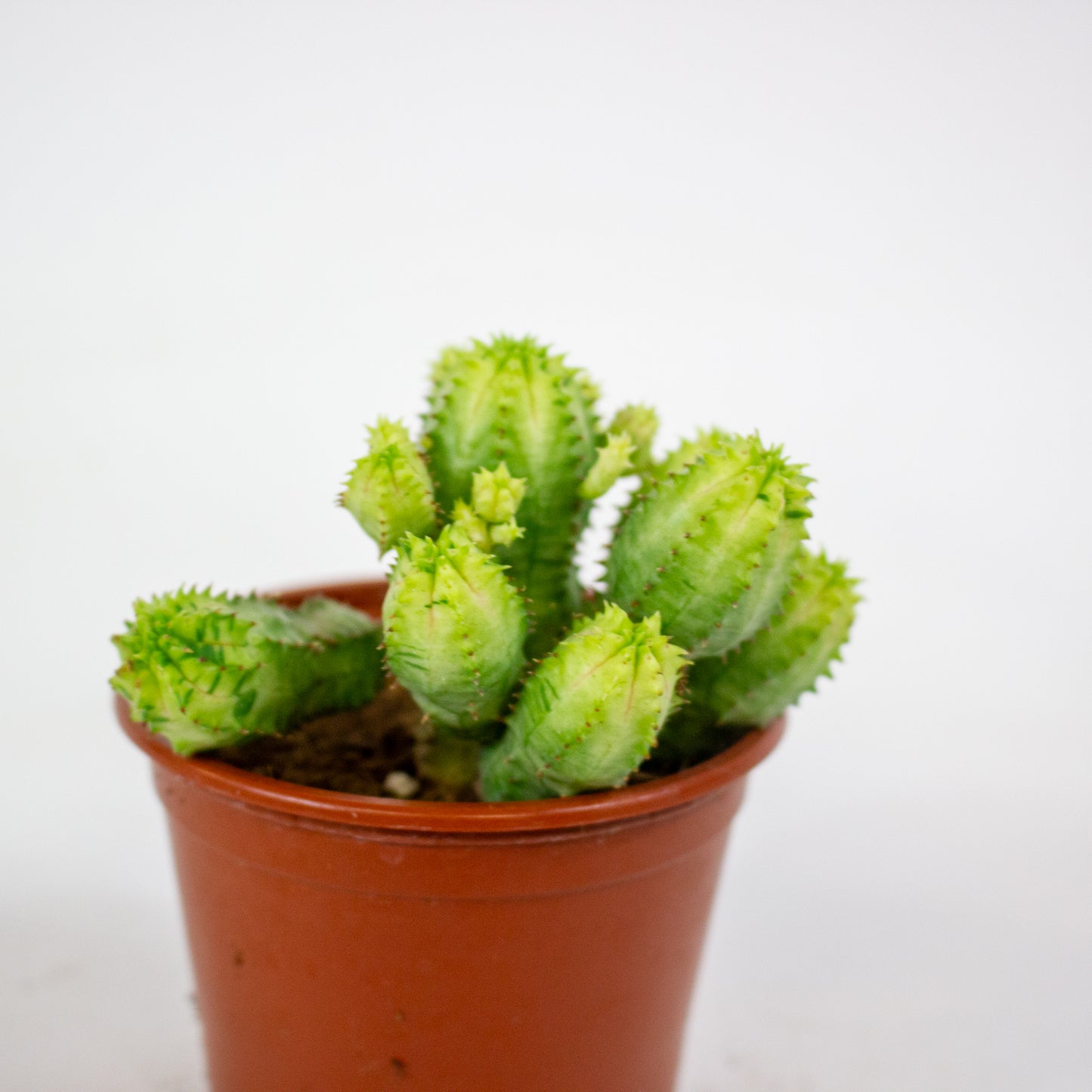 Euphorbia anais variegata 8.5cm H16cm