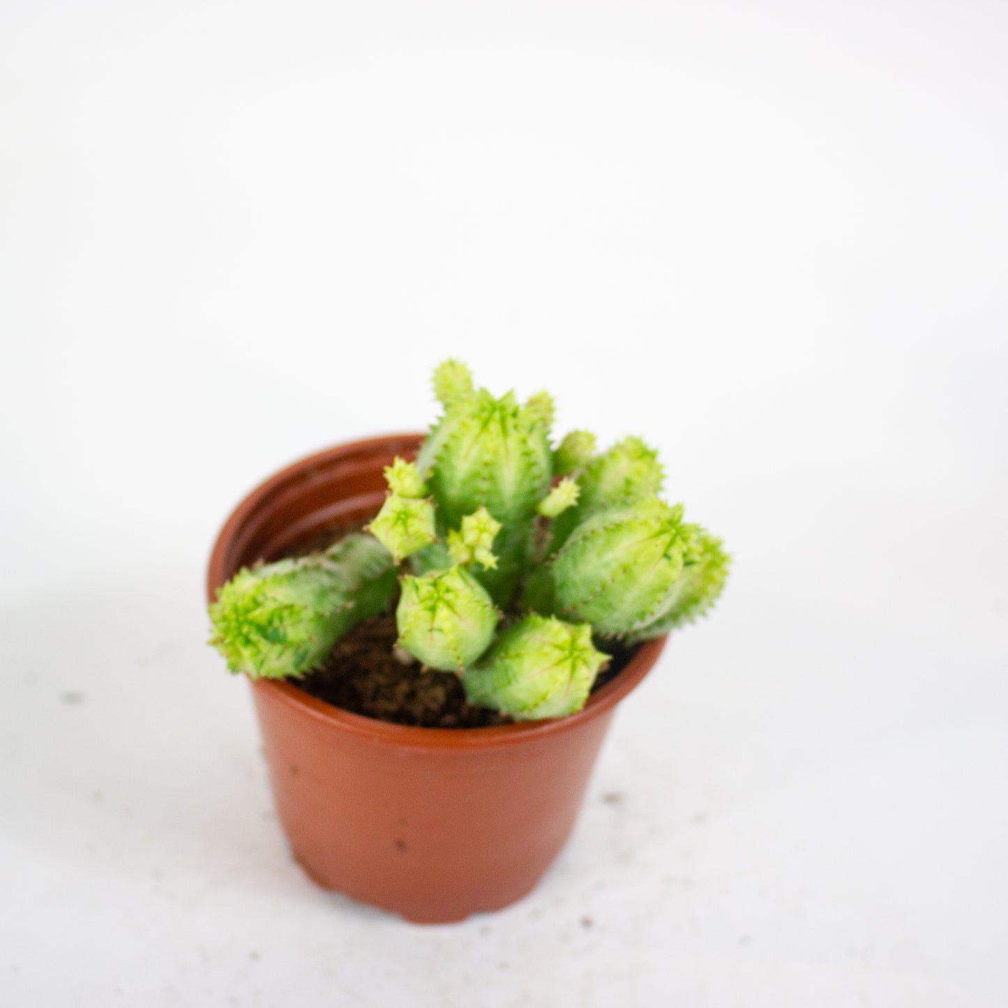 Euphorbia anais variegata 8.5cm H16cm
