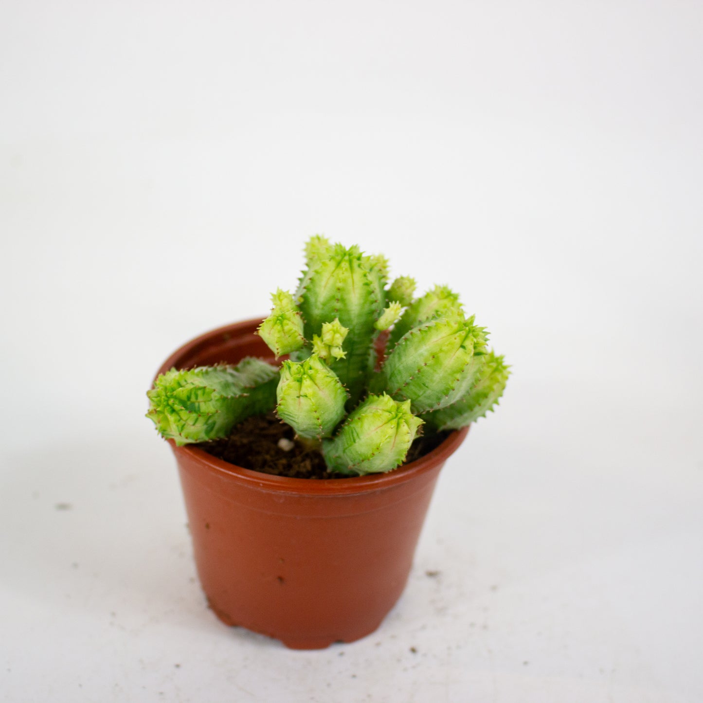 Euphorbia anais variegata 8.5cm H16cm