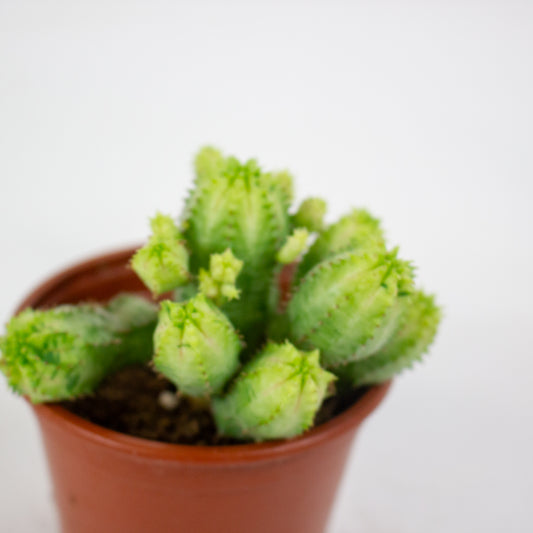 Euphorbia anais variegata 8.5cm H16cm