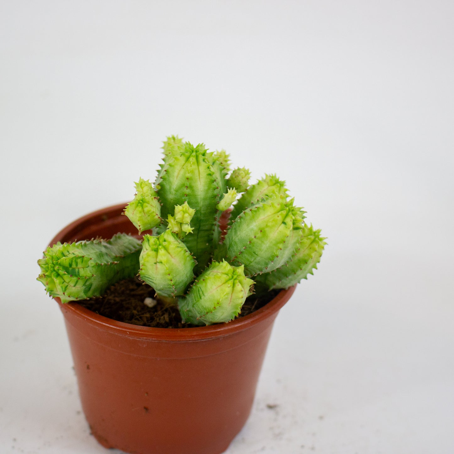 Euphorbia anais variegata 8.5cm H16cm