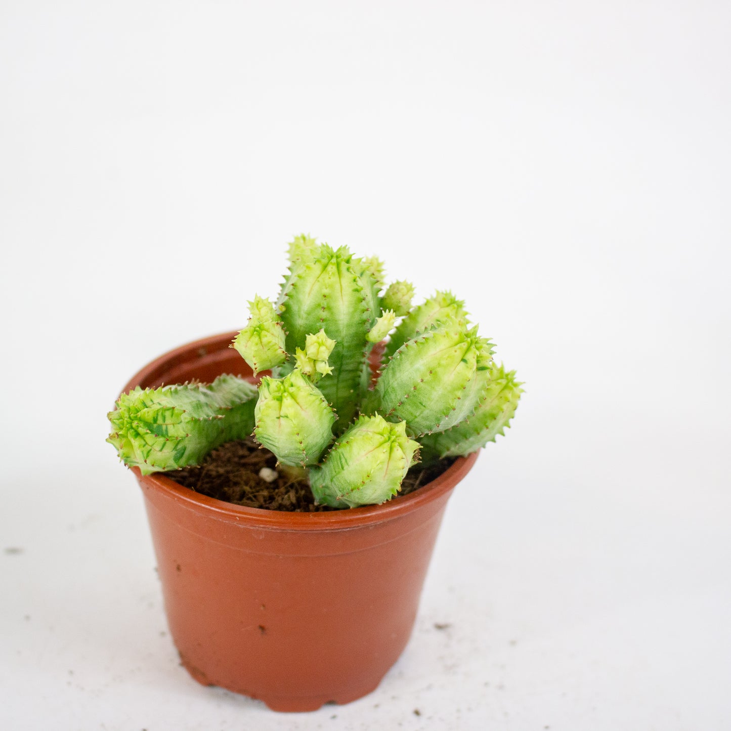 Euphorbia anais variegata 8.5cm H16cm