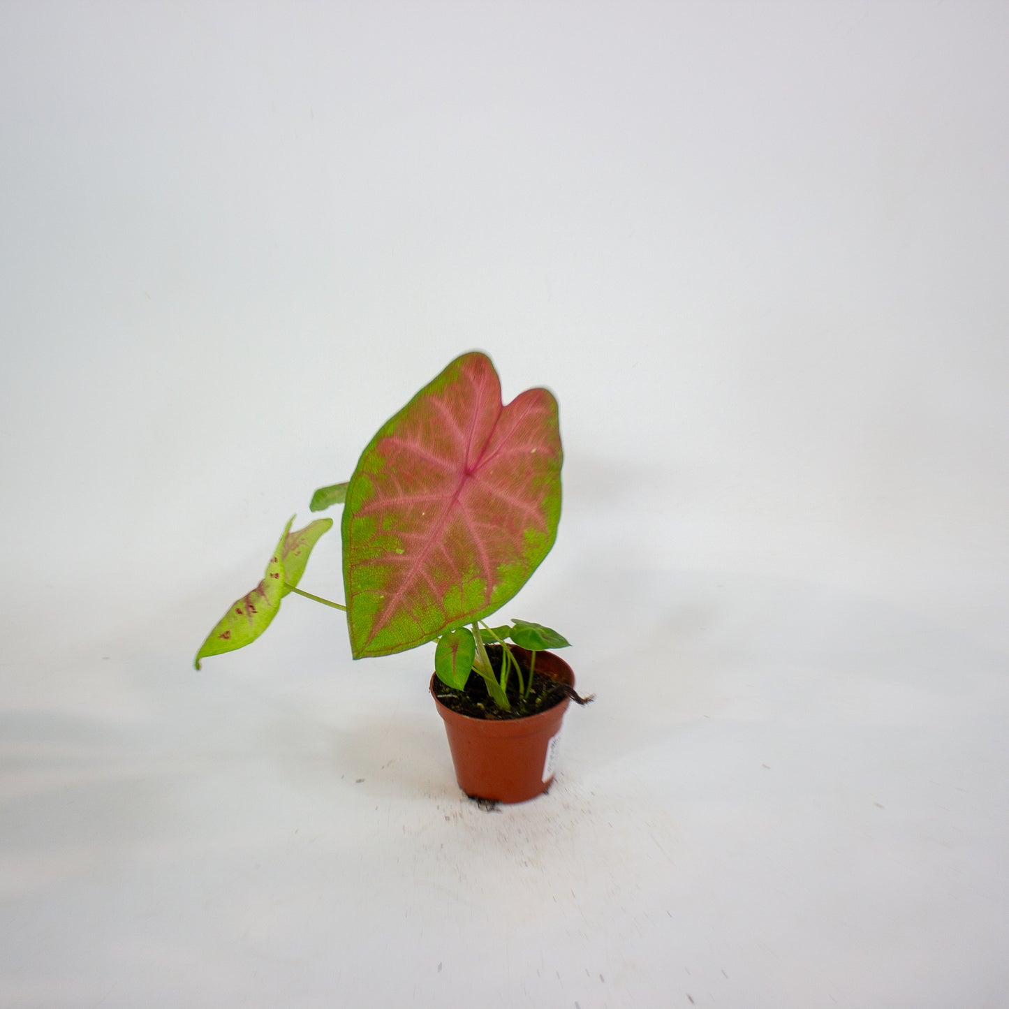 Caladium Sexy Pink 8cm H15cm