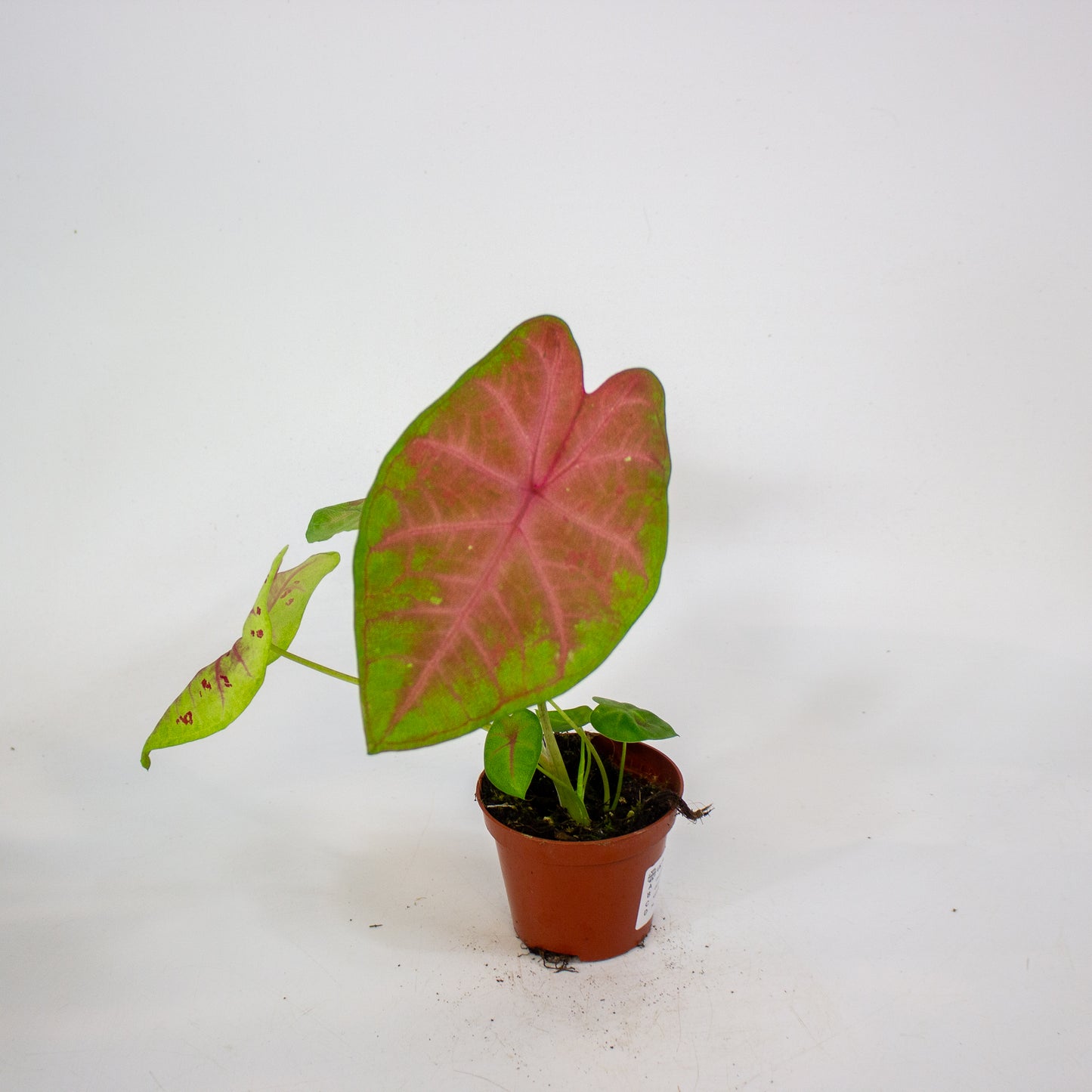 Caladium Sexy Pink 8cm H15cm