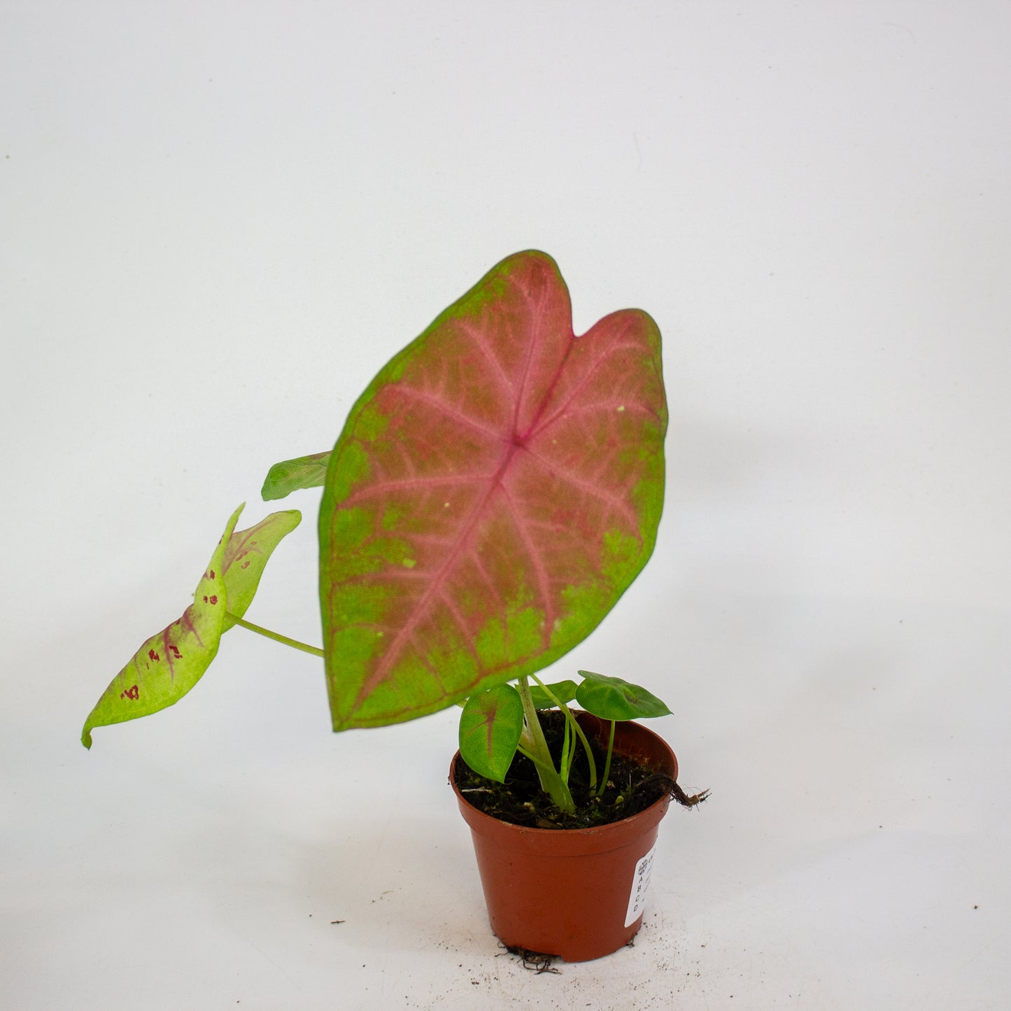 Caladium Sexy Pink 8cm H15cm