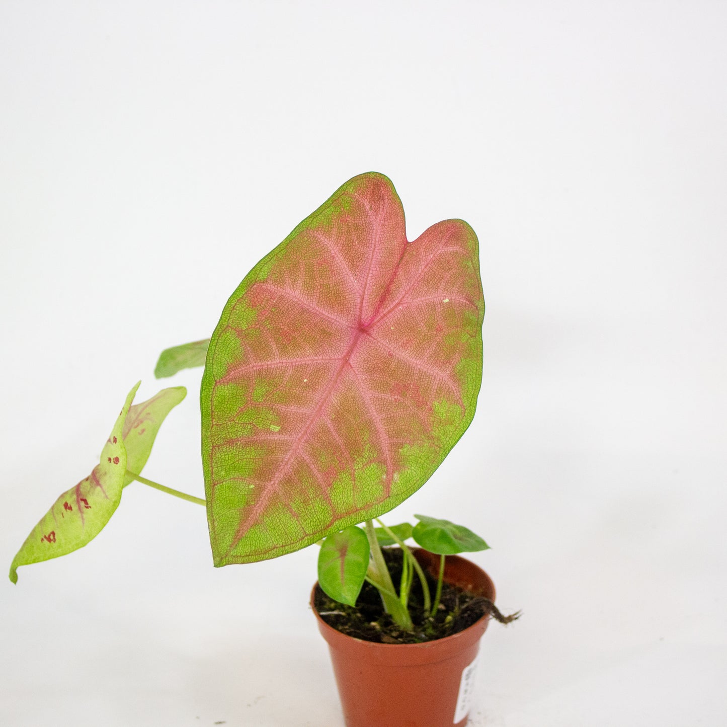 Caladium Sexy Pink 8cm H15cm