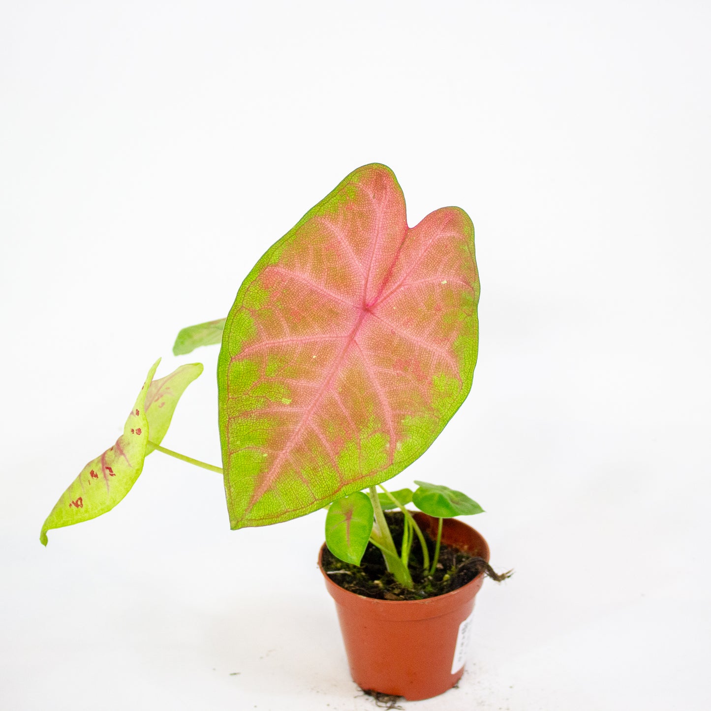 Caladium Sexy Pink 8cm H15cm