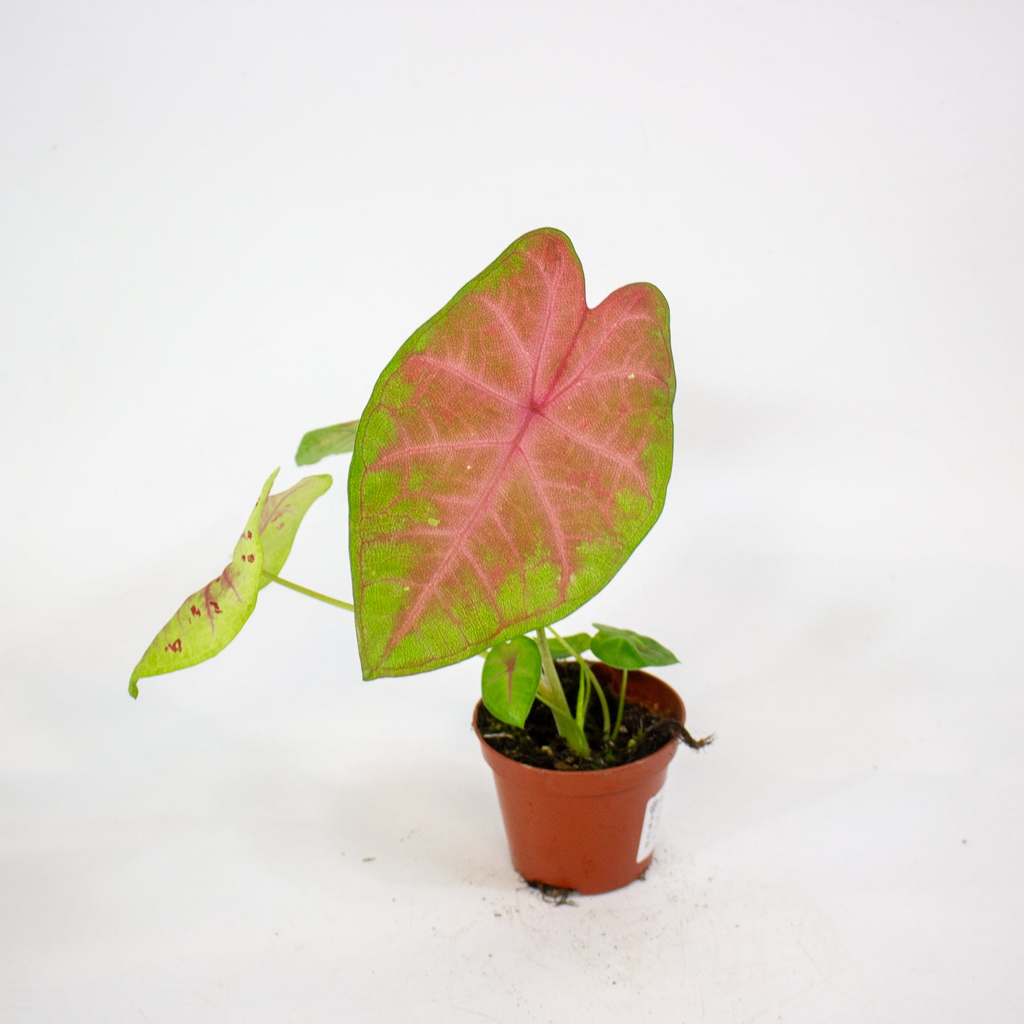 Caladium Sexy Pink 8cm H15cm