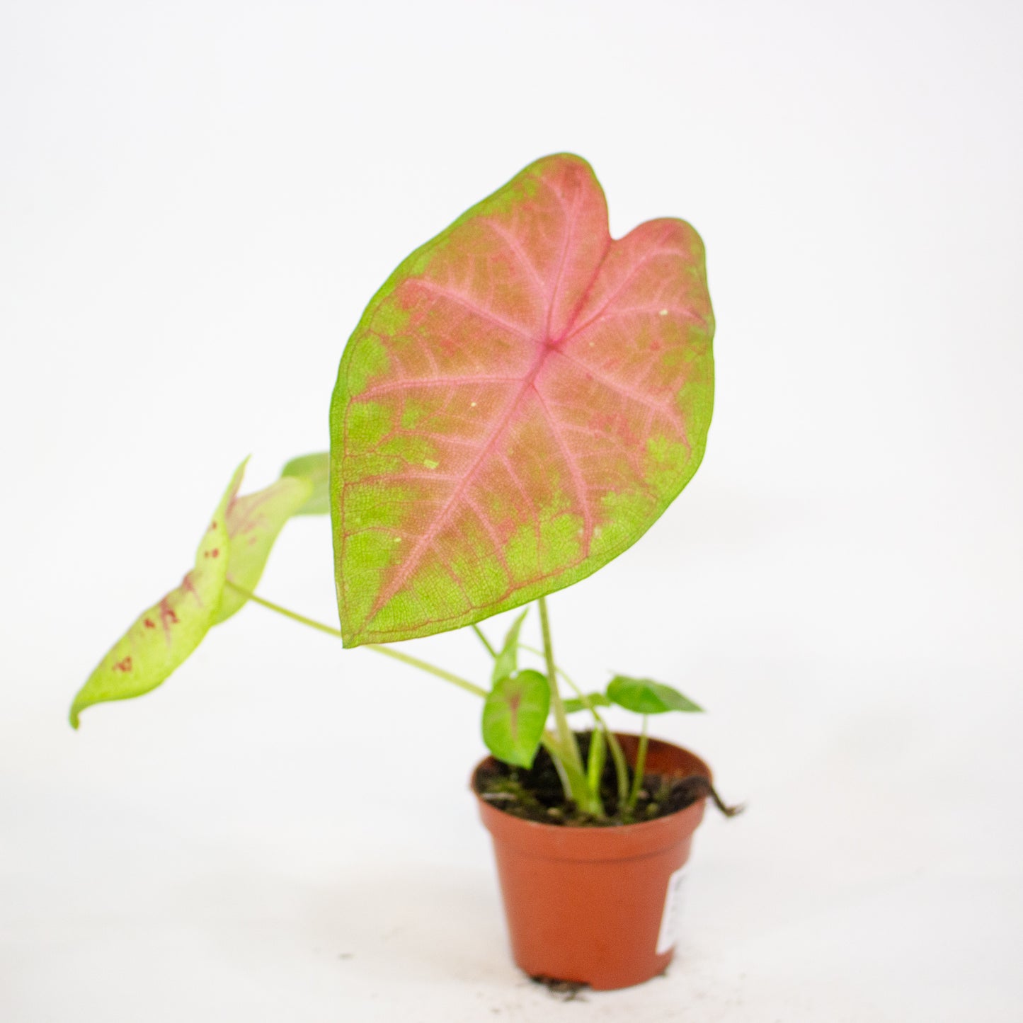 Caladium Sexy Pink 8cm H15cm