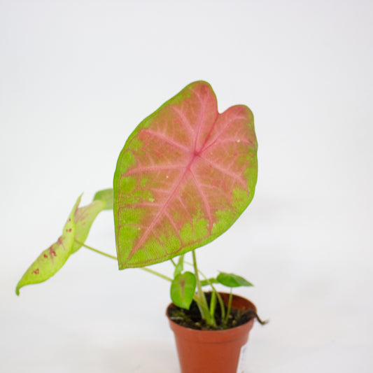 Caladium Sexy Pink 8cm H15cm