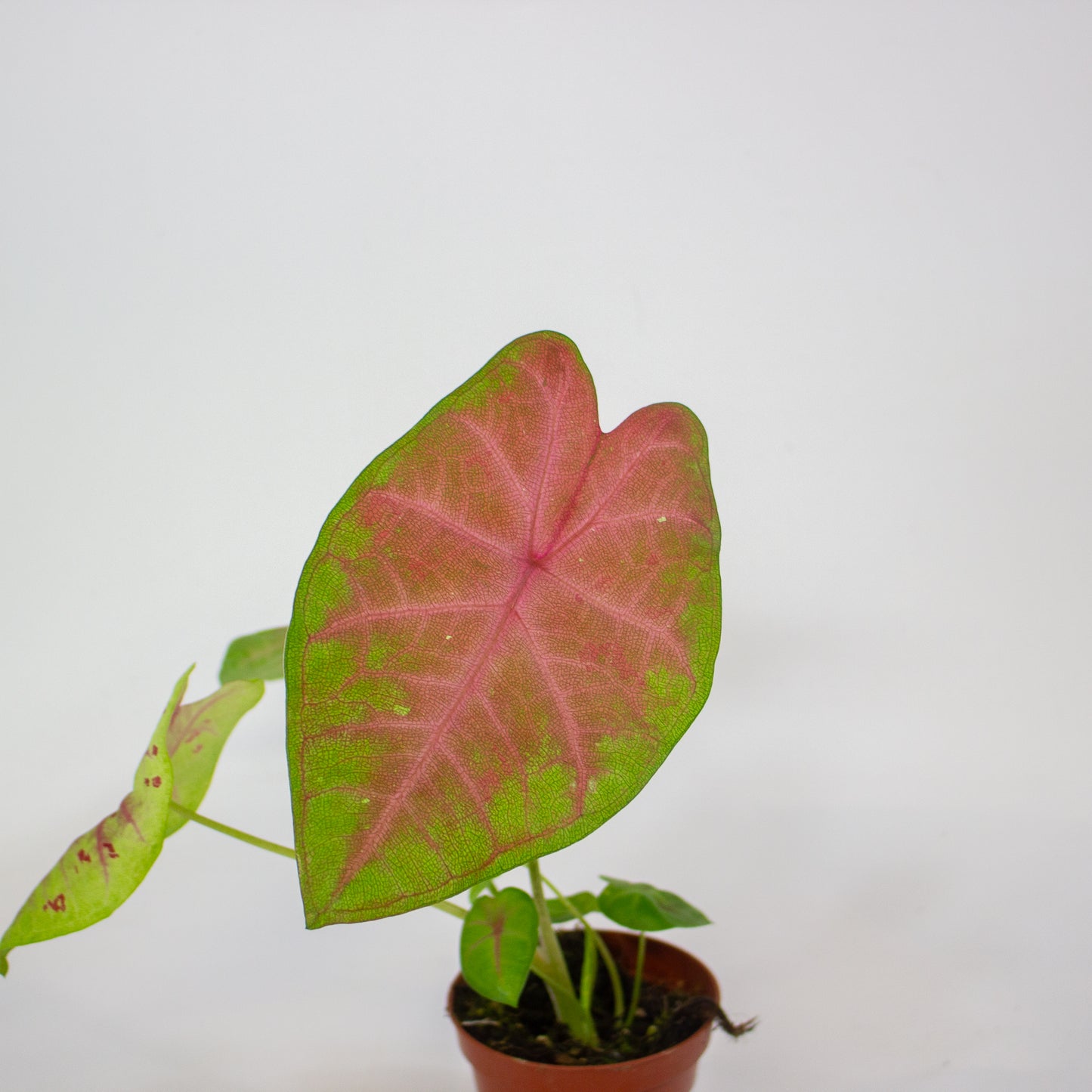 Caladium Sexy Pink 8cm H15cm