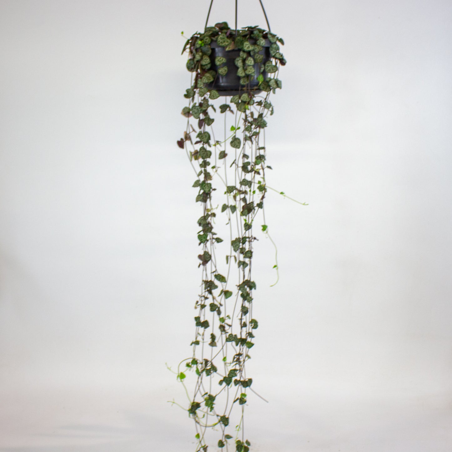 Ceropegia linearis Woodii 14cm H45cm