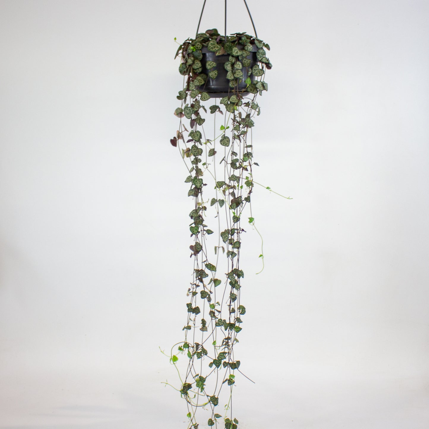 Ceropegia linearis Woodii 14cm H45cm