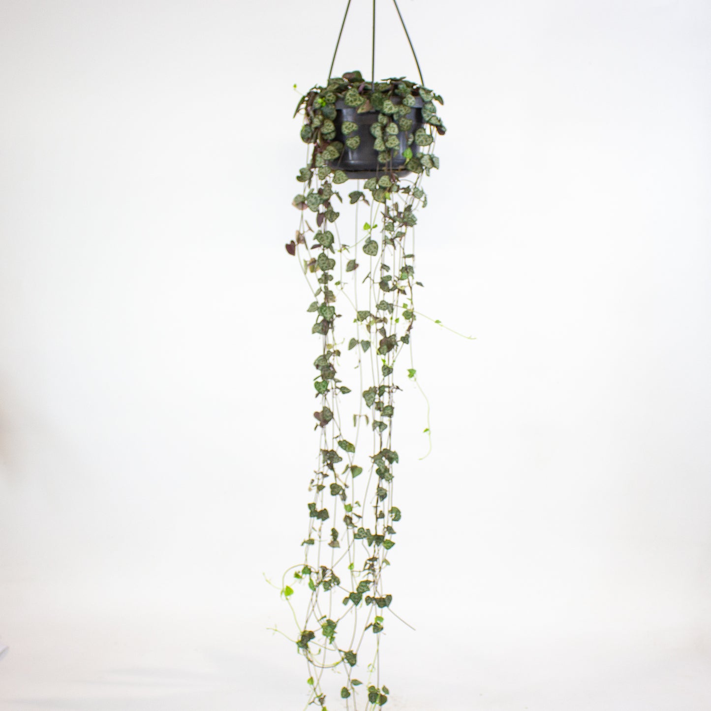 Ceropegia linearis Woodii 14cm H45cm