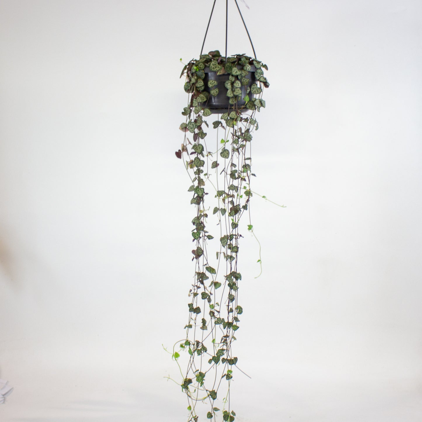 Ceropegia linearis Woodii 14cm H45cm