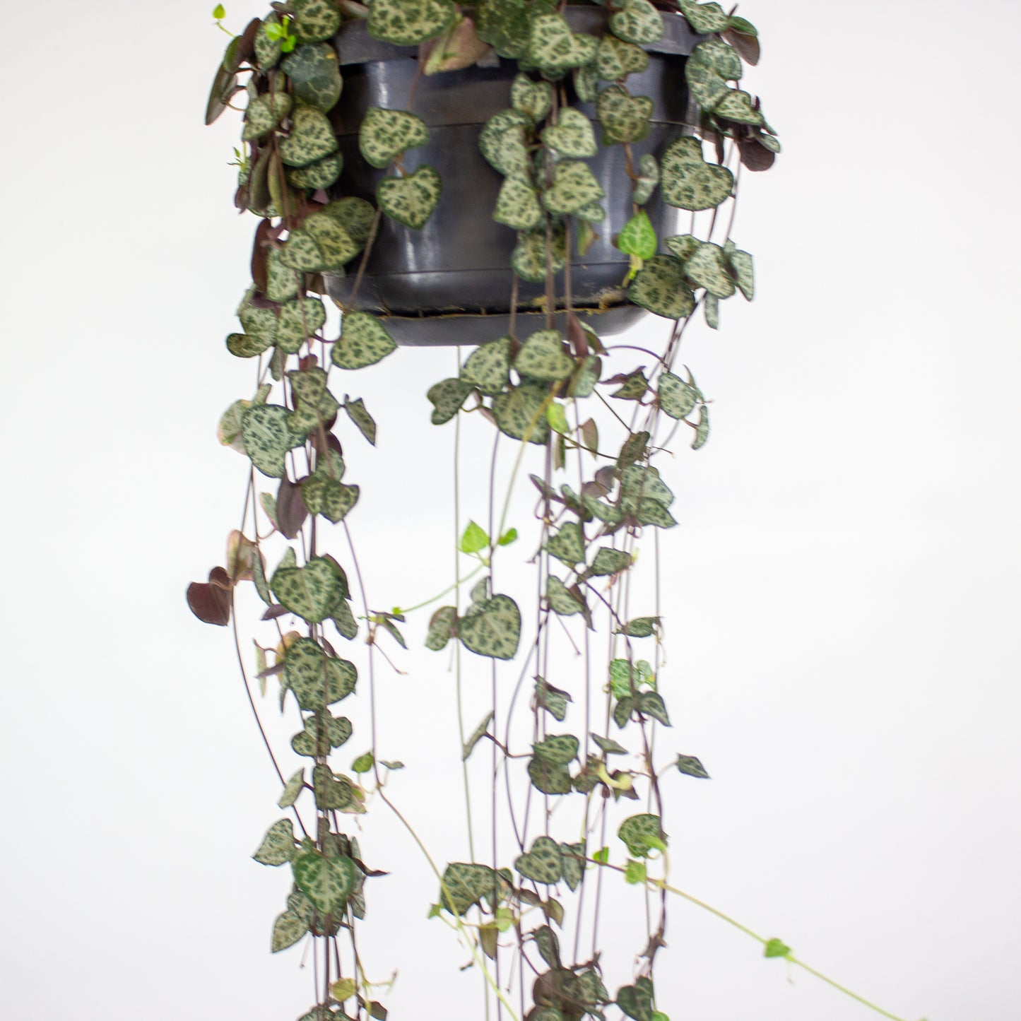 Ceropegia linearis Woodii 14cm H45cm