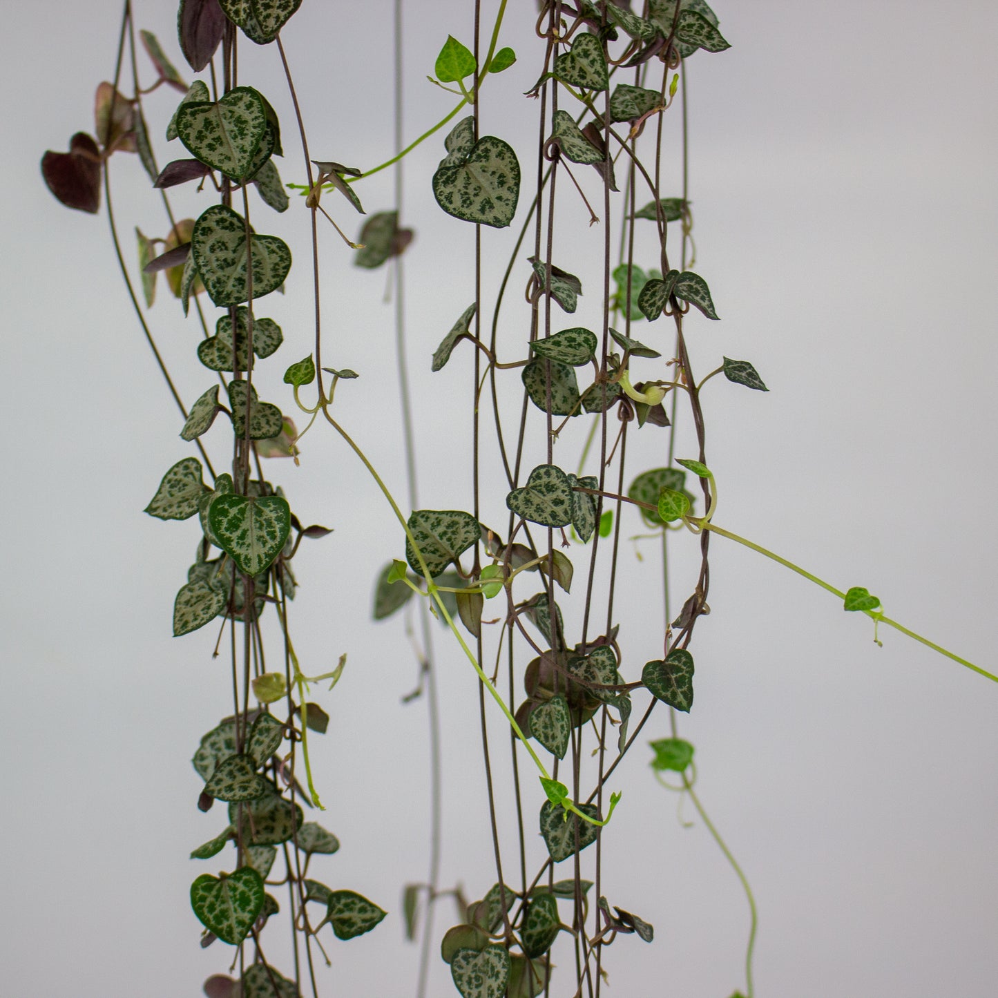 Ceropegia linearis Woodii 14cm H45cm