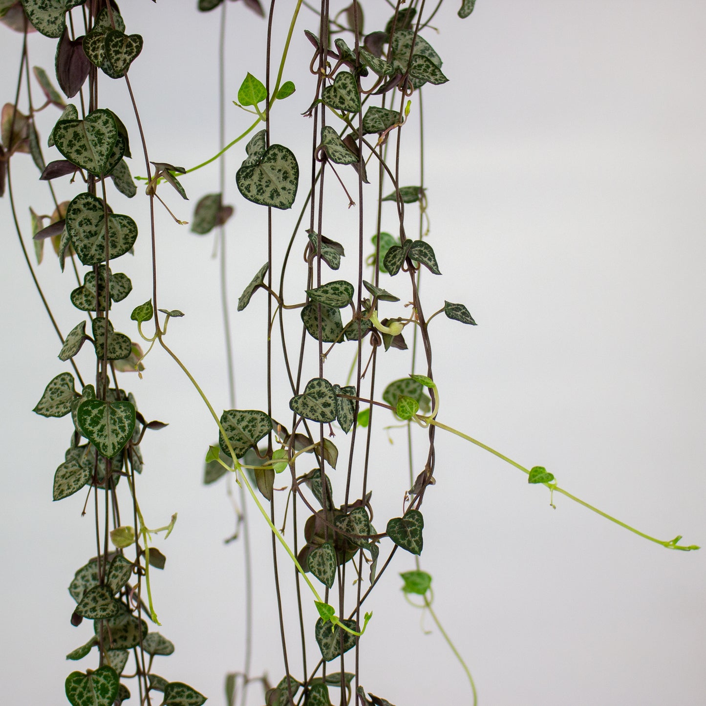 Ceropegia linearis Woodii 14cm H45cm