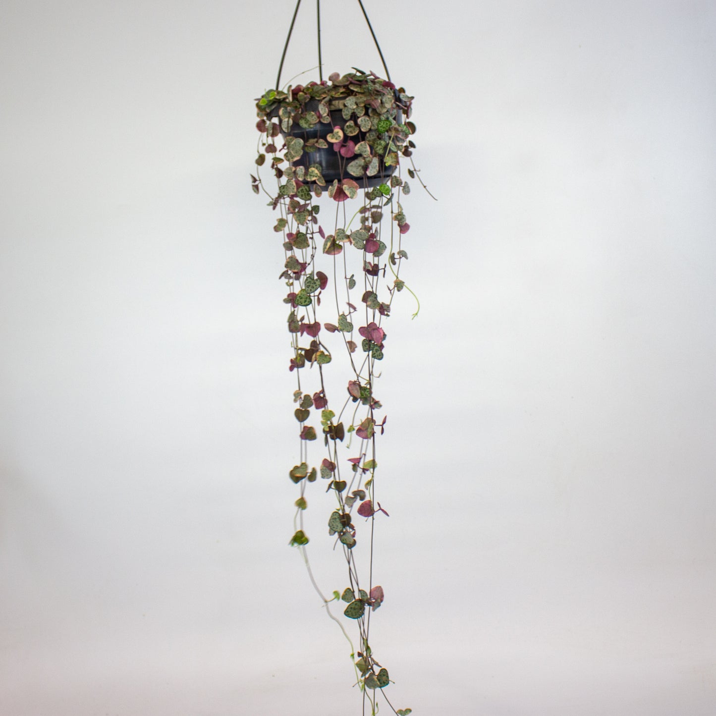 Ceropegia linearis Woodii Variegata 14cm H75cm