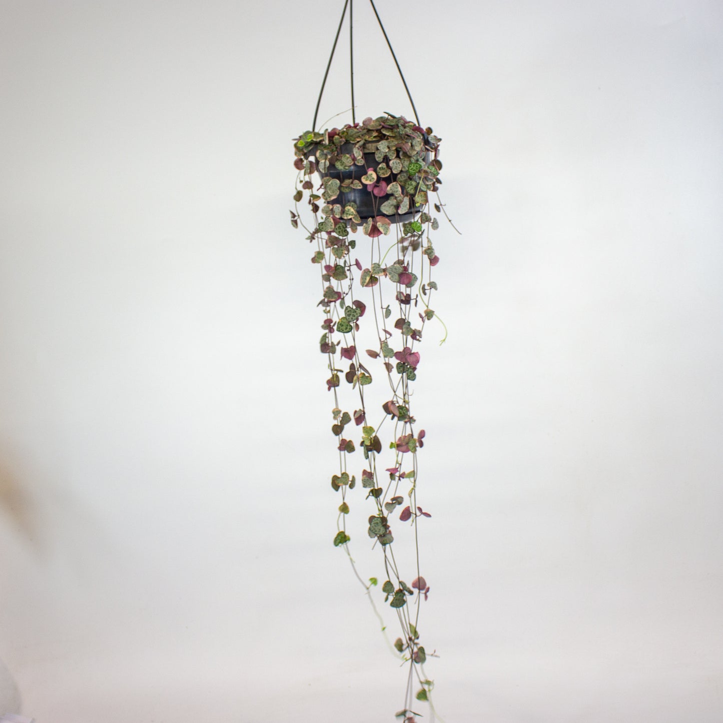 Ceropegia linearis Woodii Variegata 14cm H75cm