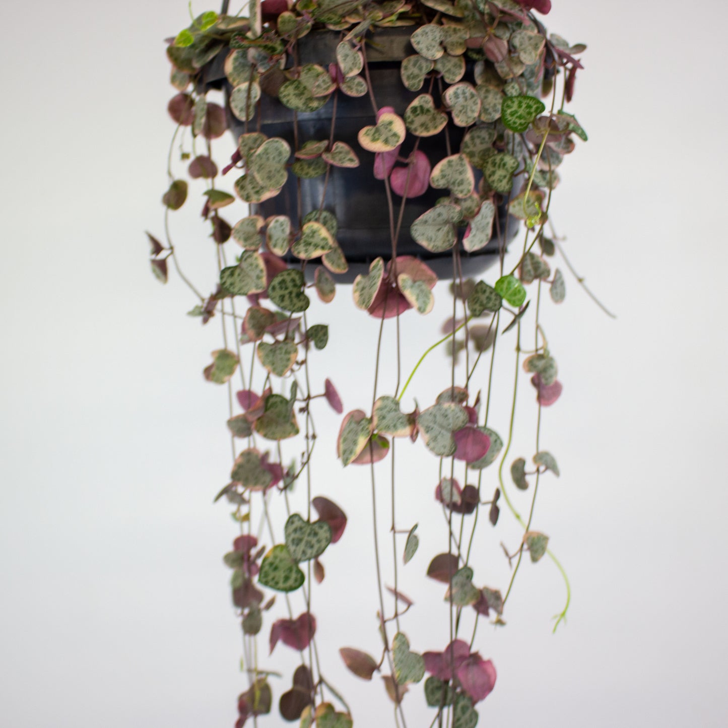 Ceropegia linearis Woodii Variegata 14cm H75cm